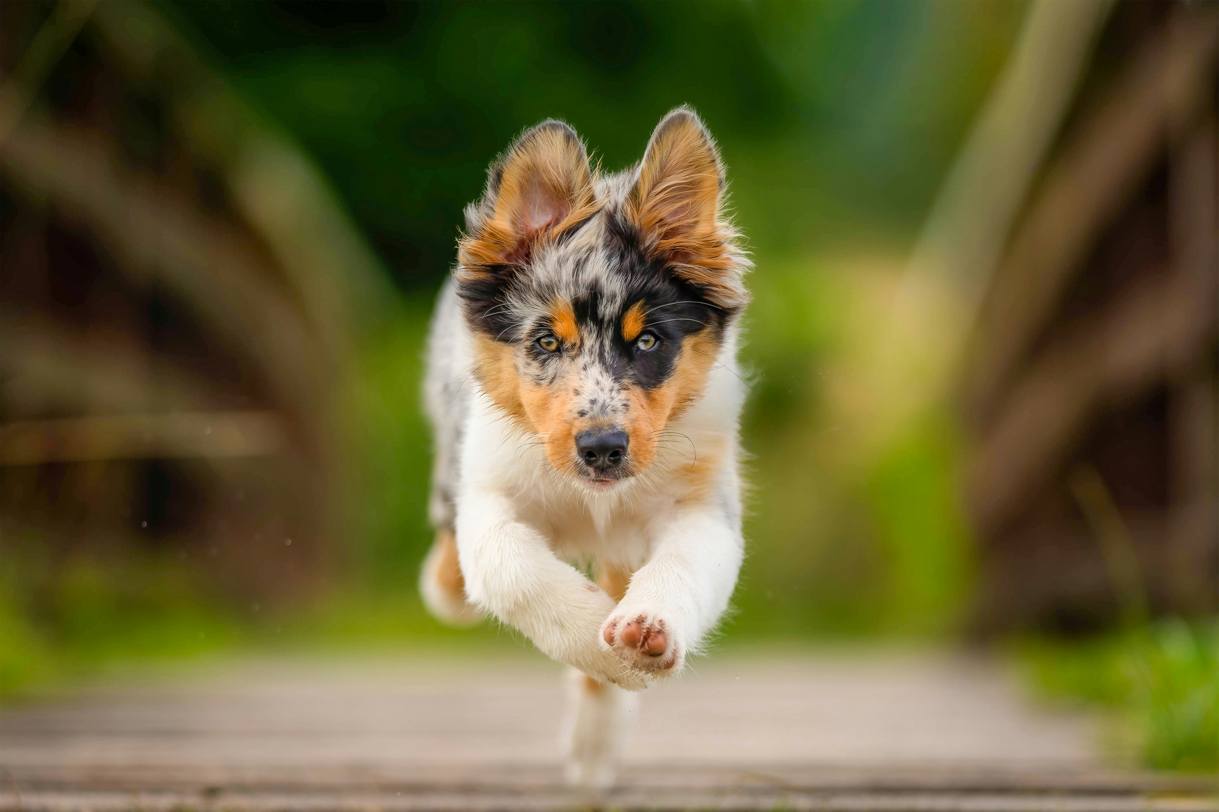 Un piccolo cane che corre su un ponte di legno