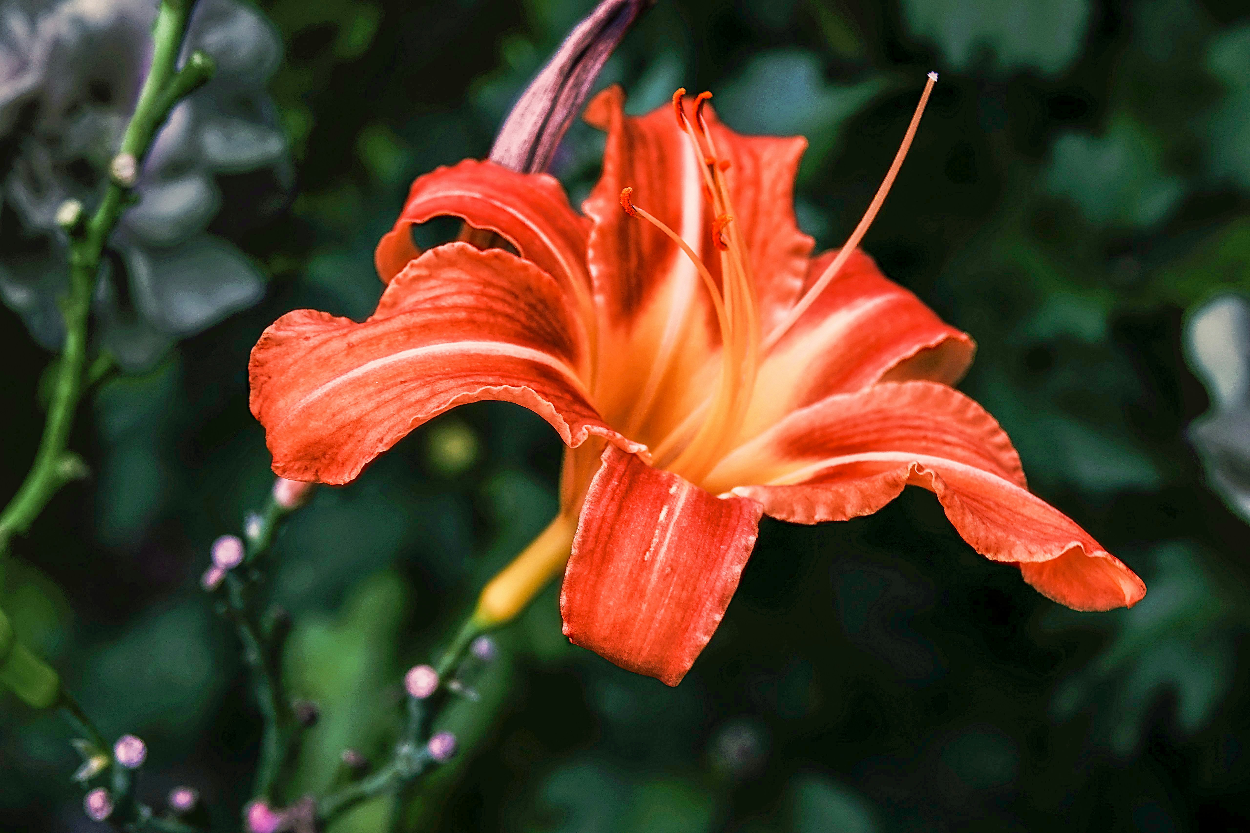 Photo by zaincreations