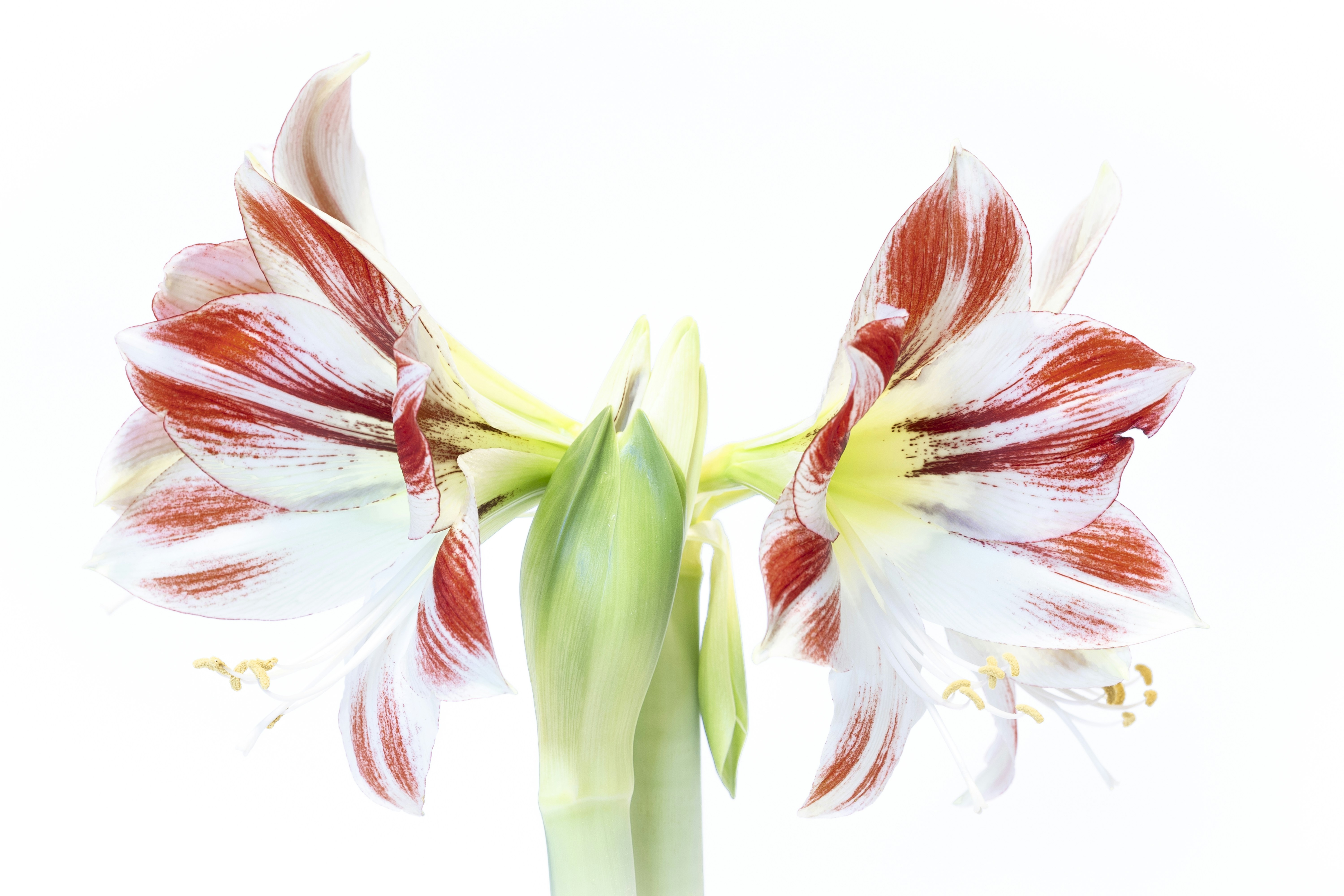 흰색 배경의 꽃 클로즈업