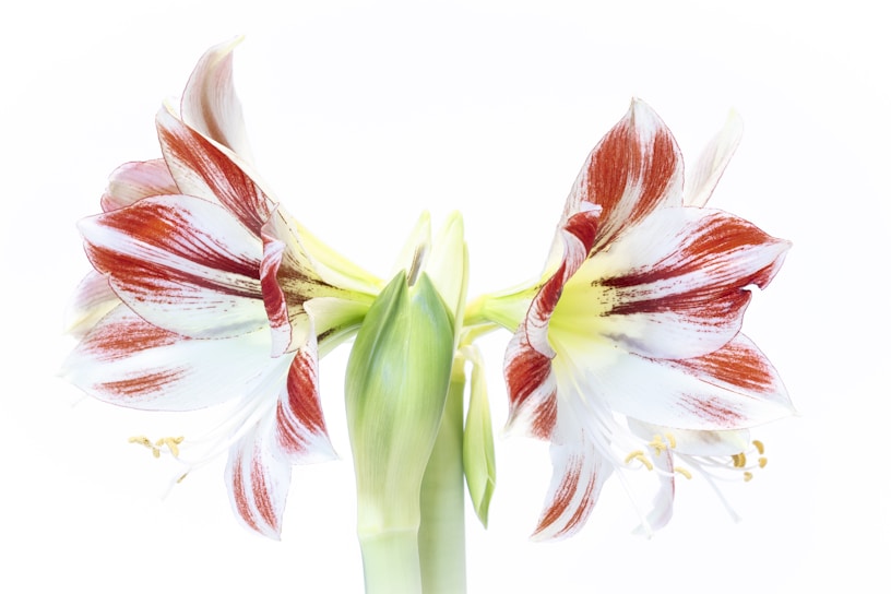 A close up of a flower with a white background