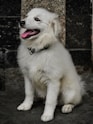 A white dog sitting on the ground with its tongue out