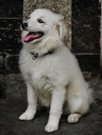 A white dog sitting on the ground with its tongue out