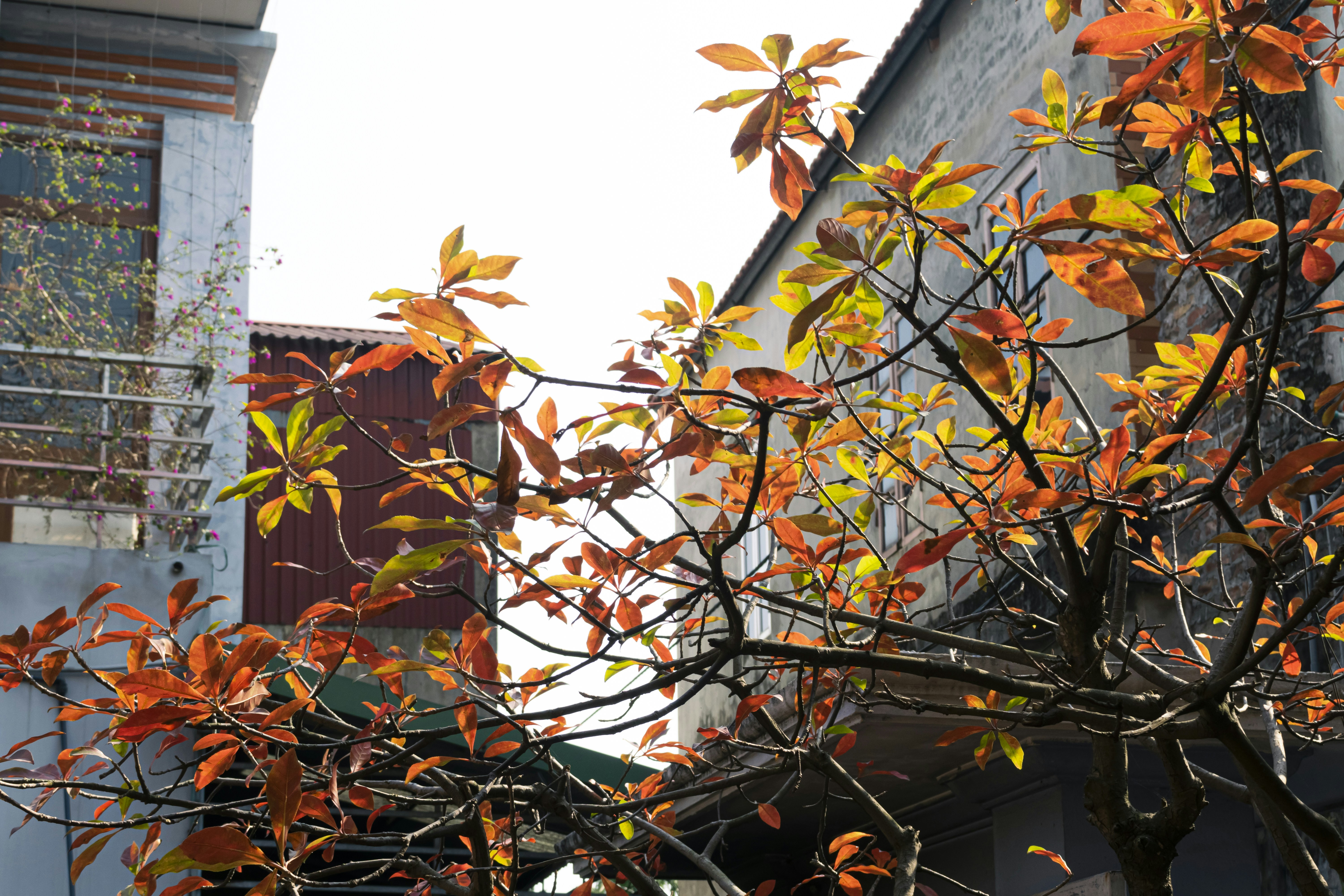 Photo by hoanganh_dreamplanie