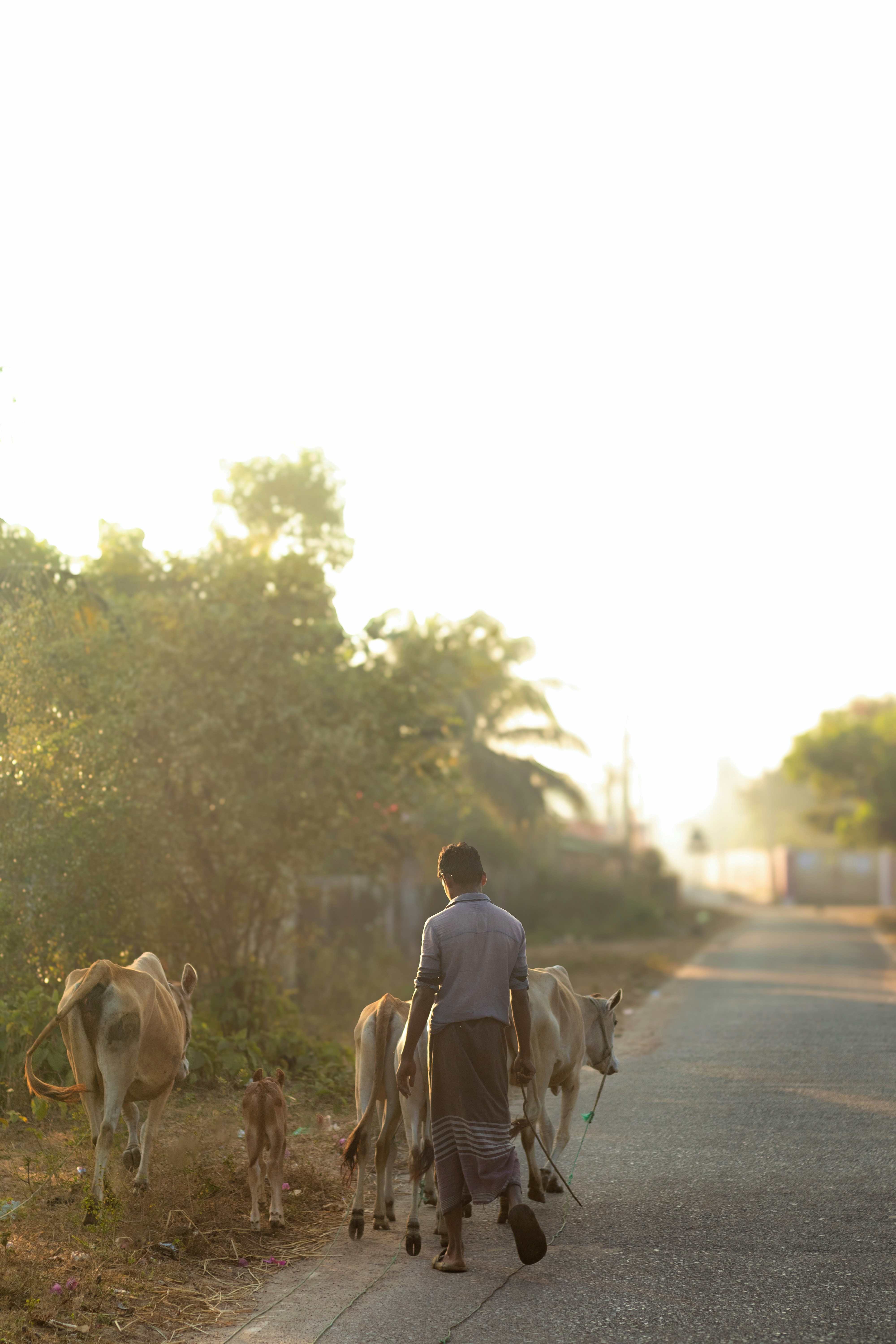 Un homme marchant dans une rue avec un troupeau de vaches