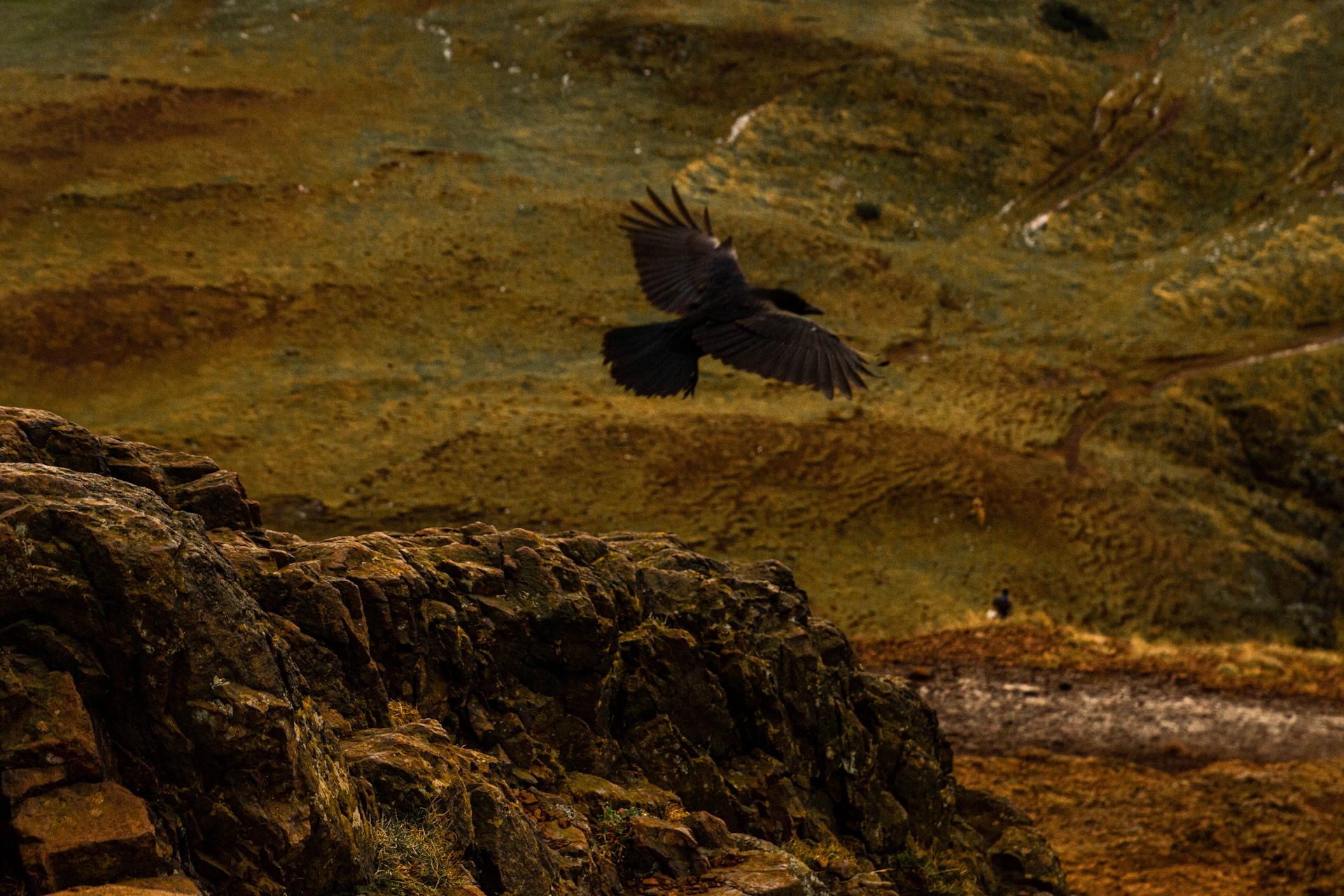 A black bird flying over a rocky hillside