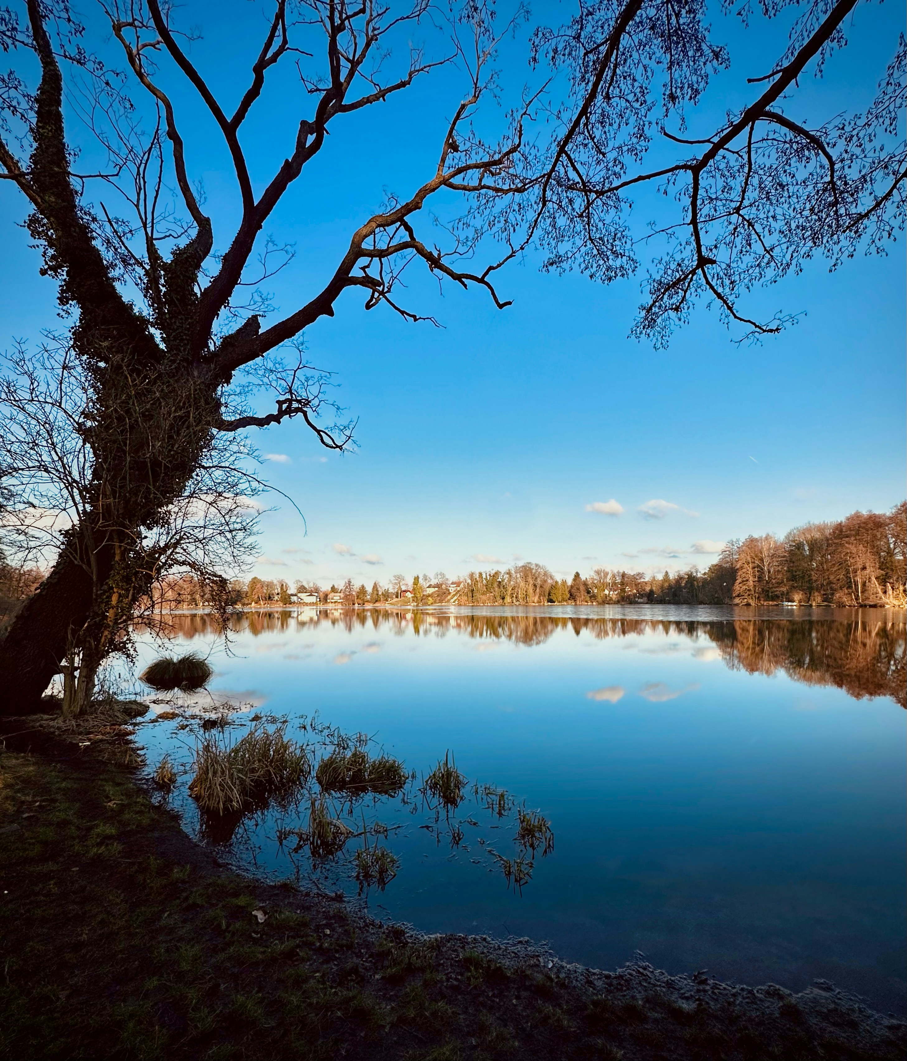 나무로 둘러싸인 큰 수역