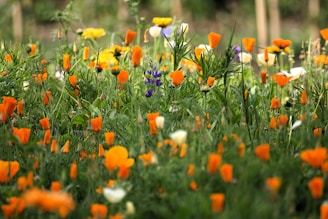 A field full of orange and white flowers
