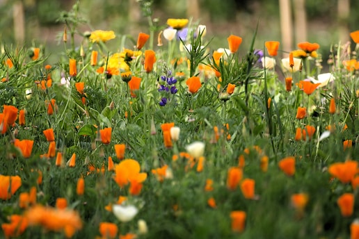 A field full of orange and white flowers
