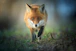 A red fox running through the grass towards the camera