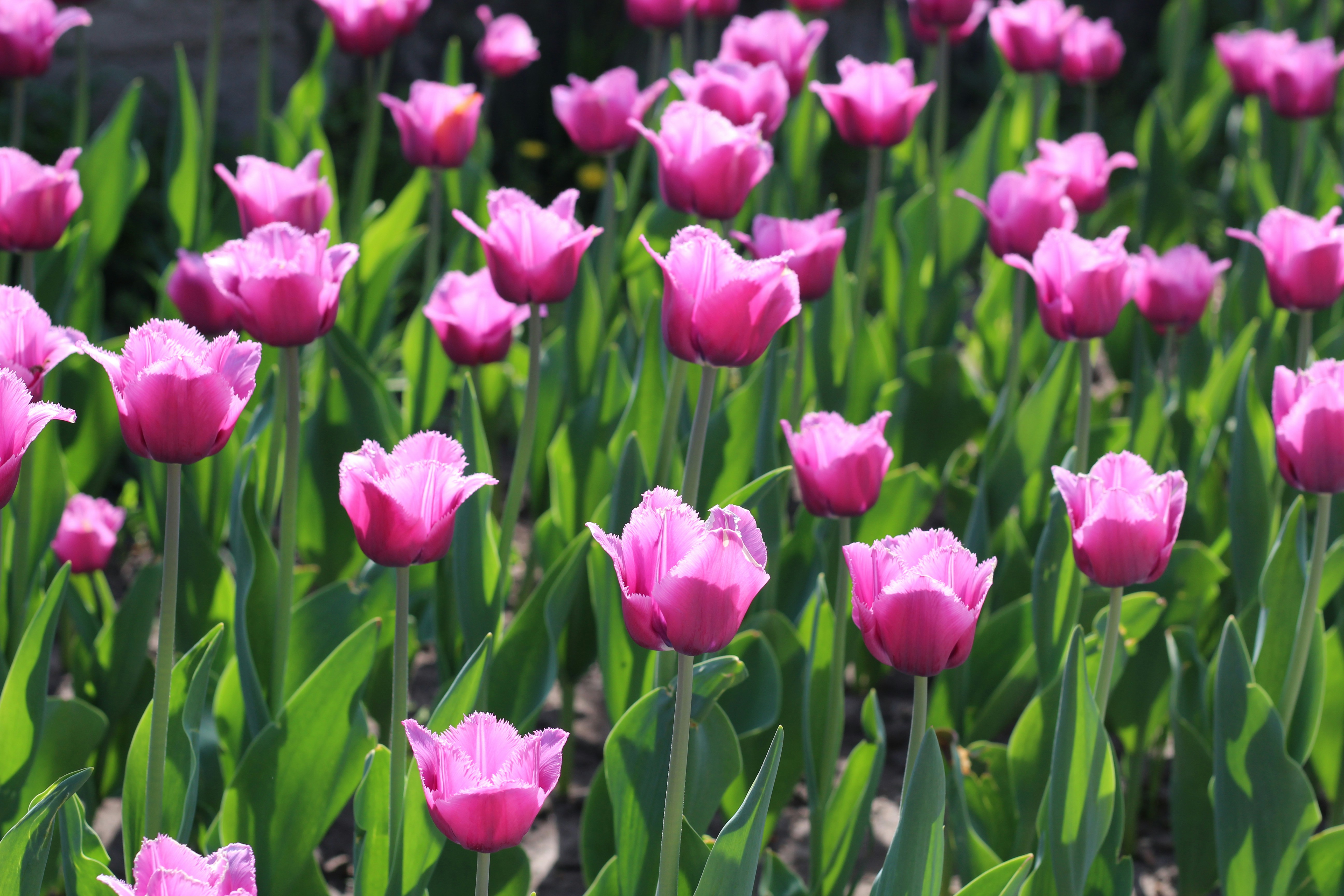 A field of pink tulips with green leaves