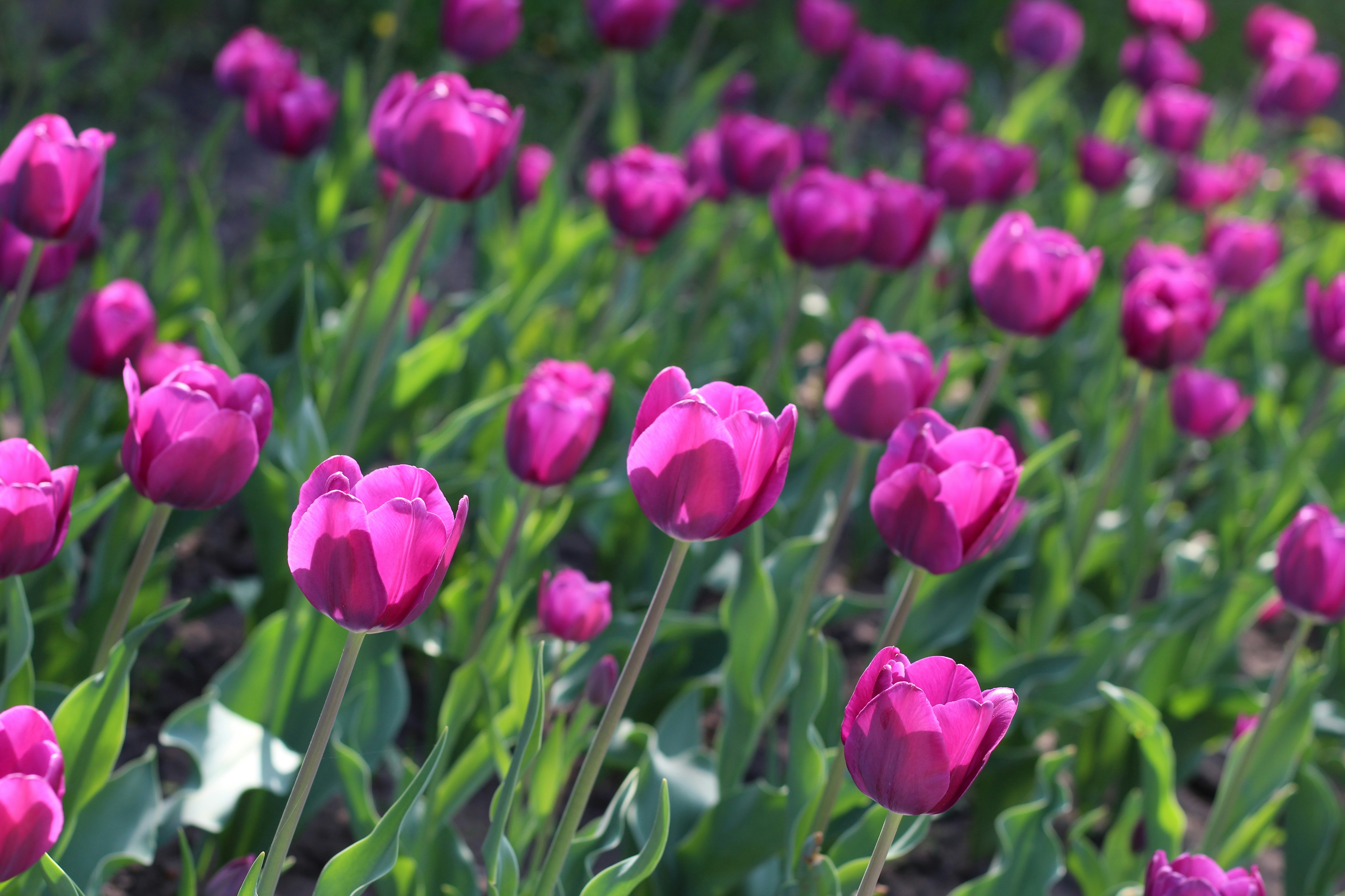 A field of pink tulips with green leaves