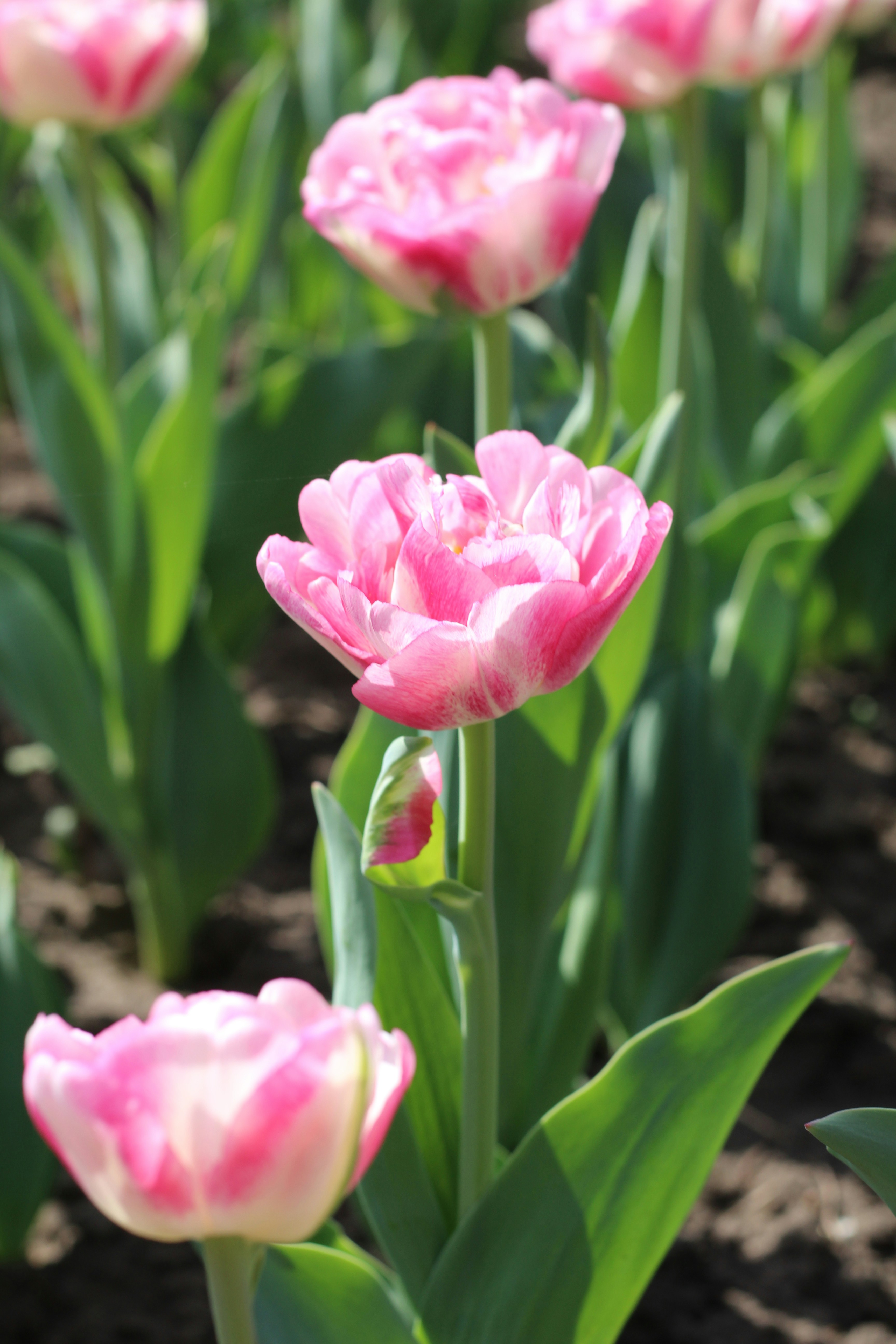 Photo by marina_yalanska