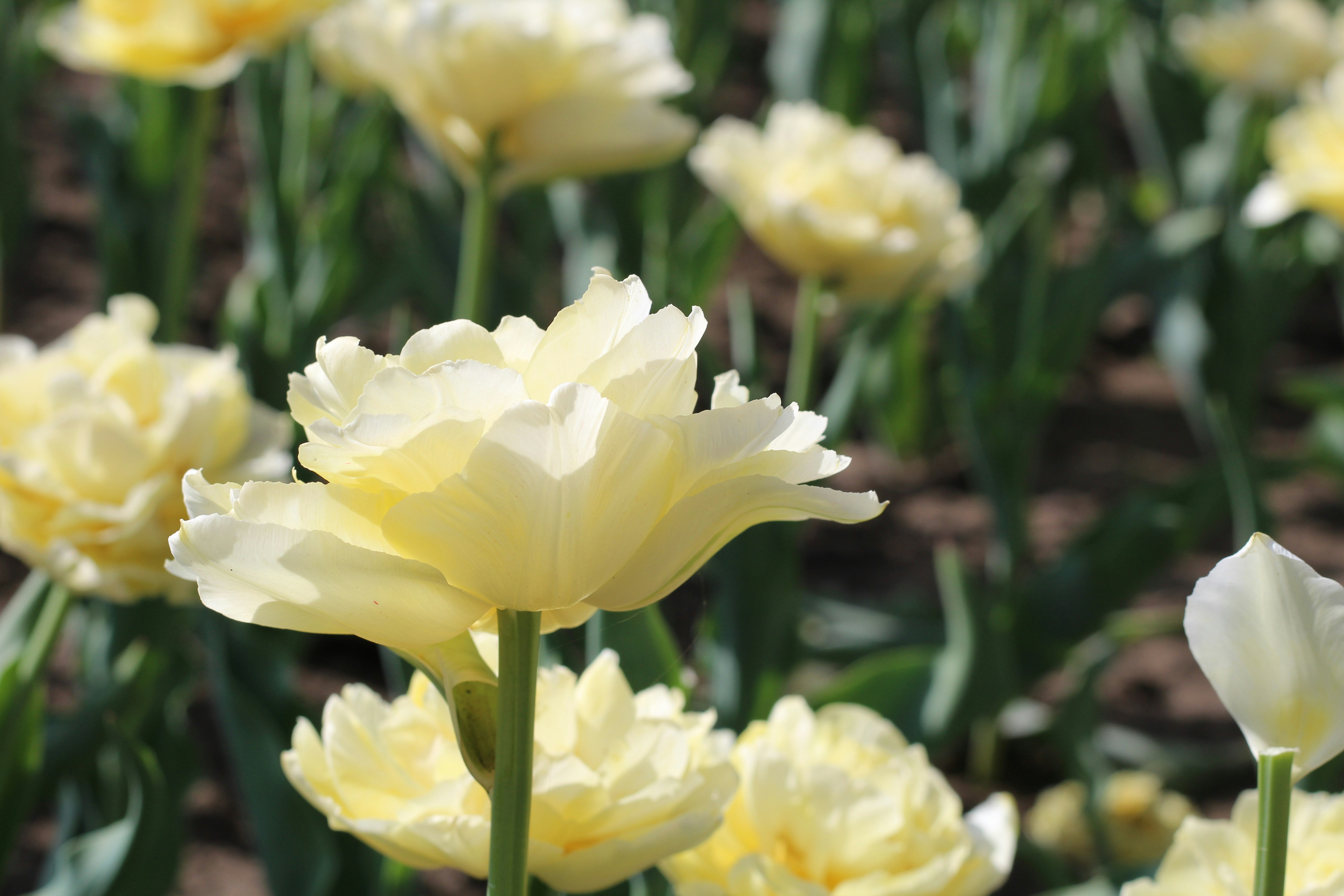 A bunch of yellow and white flowers in a field