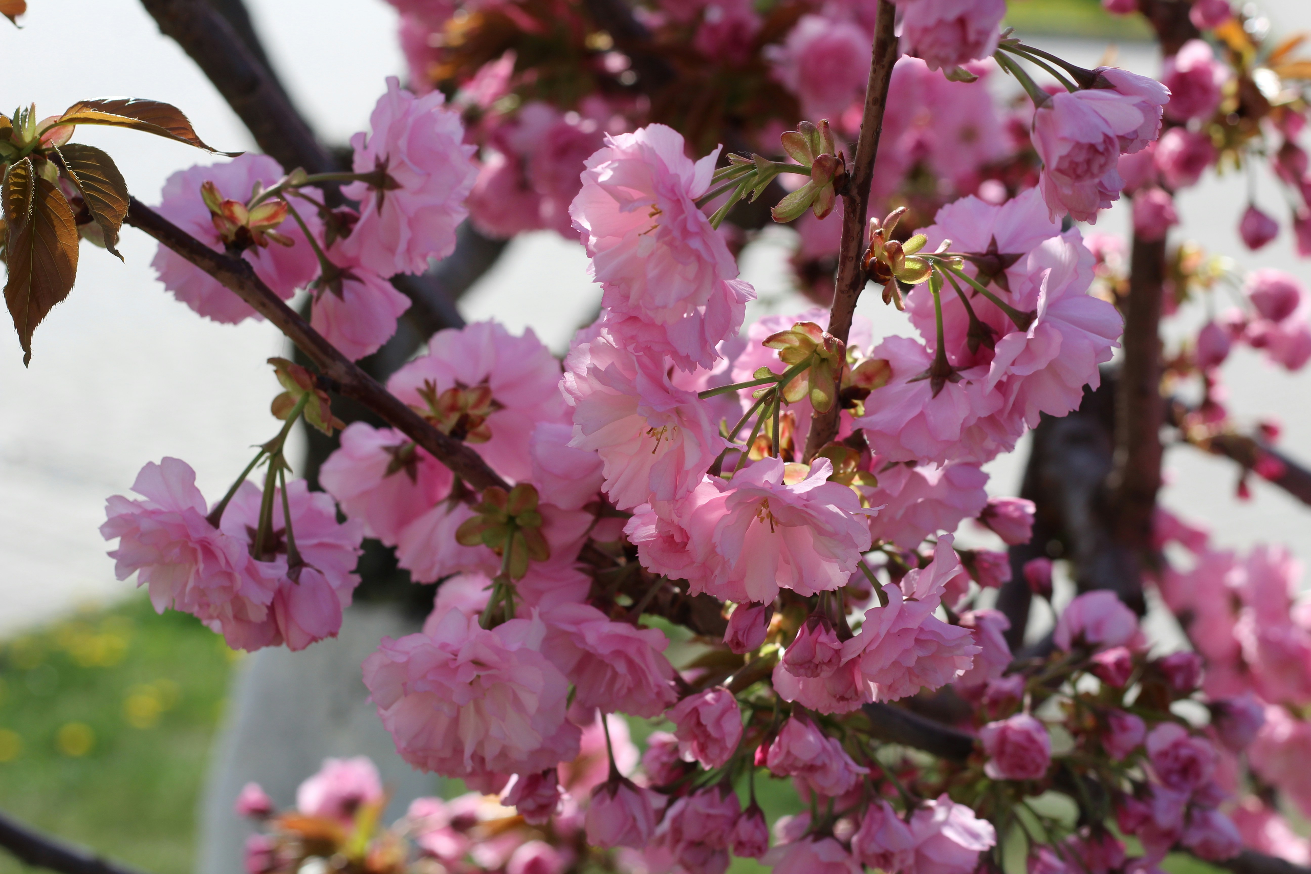 Photo by marina_yalanska