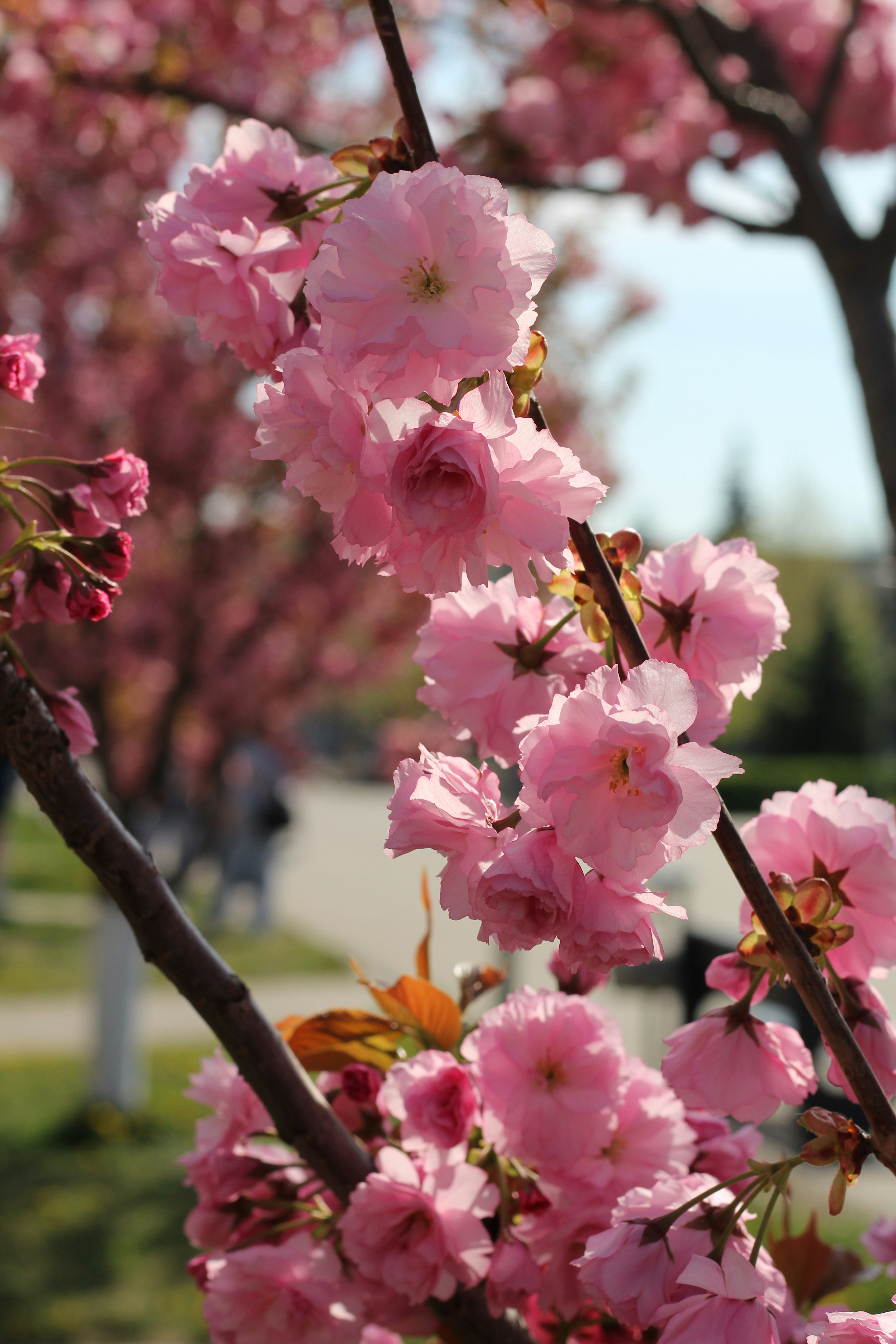 A tree with lots of pink flowers on it