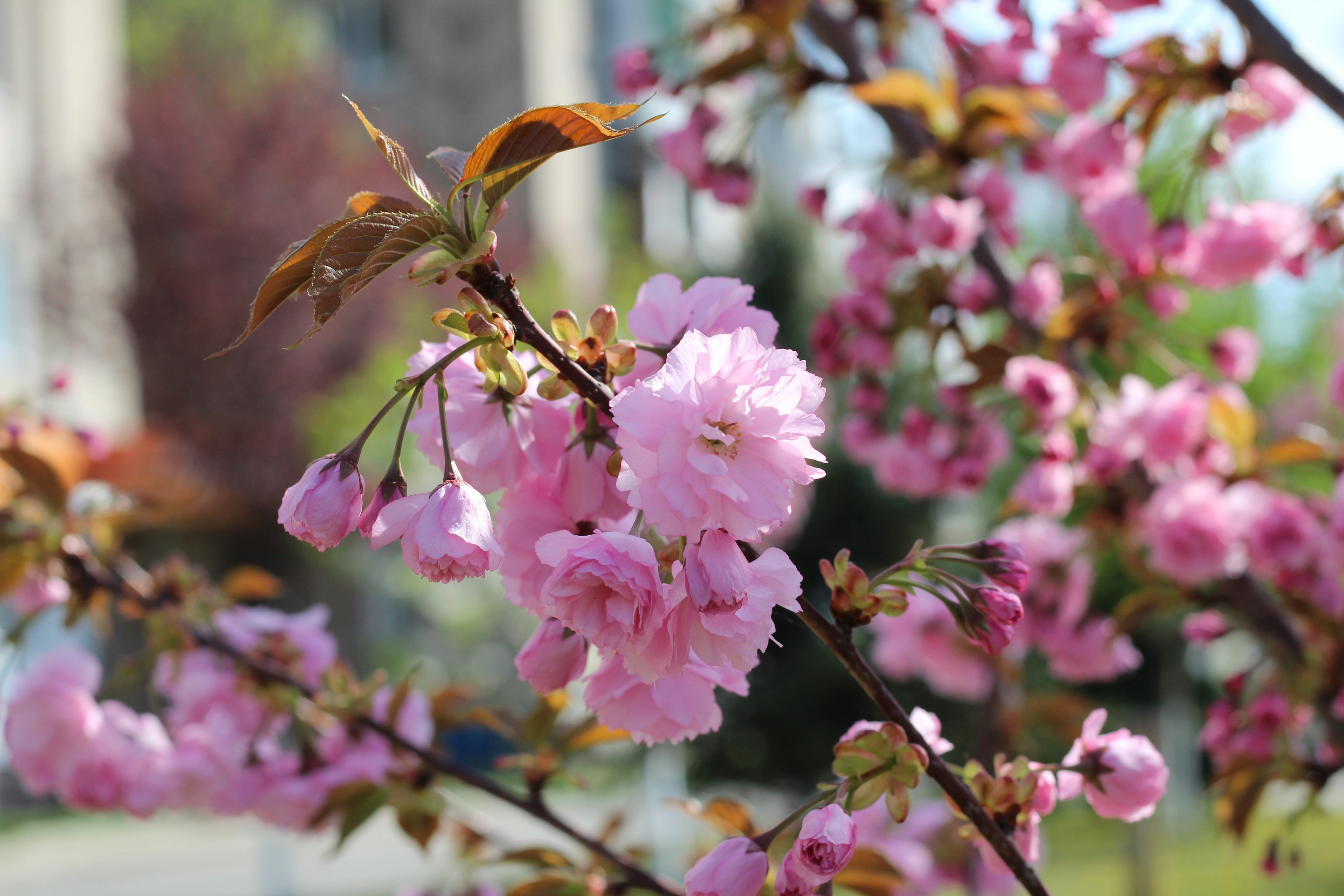 A branch of a tree with pink flowers