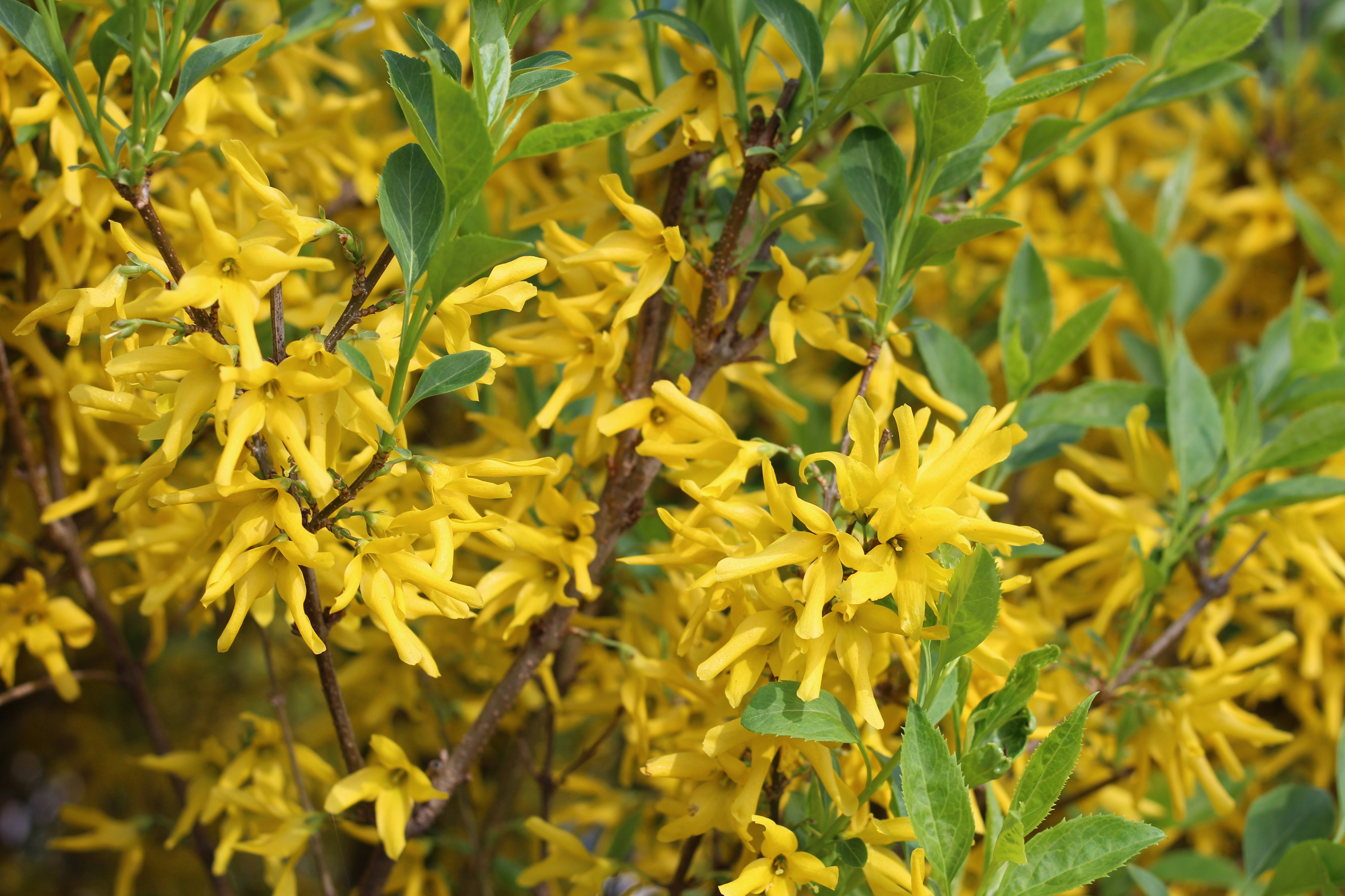 A bush of yellow flowers with green leaves