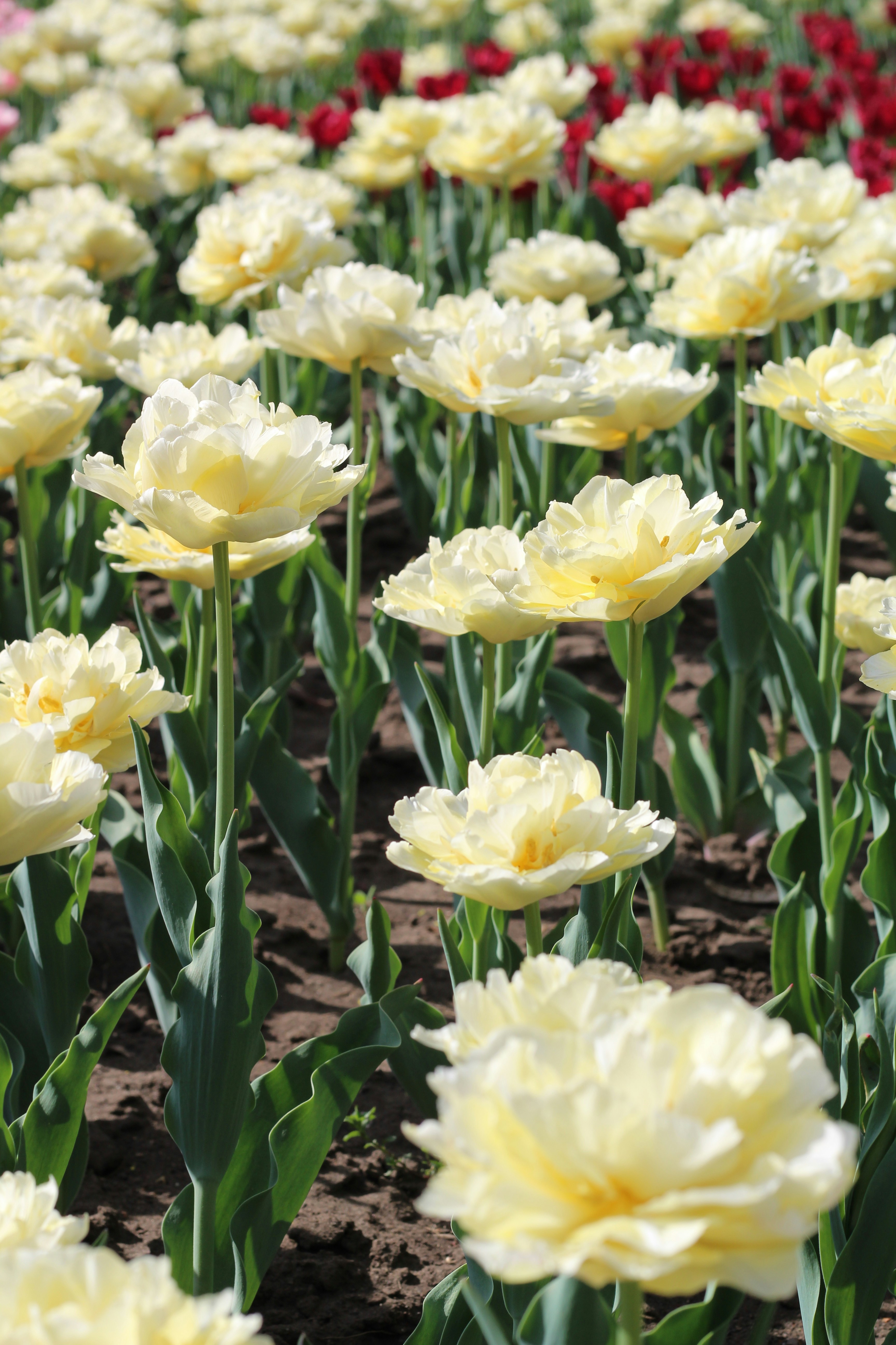 A field full of yellow and red flowers