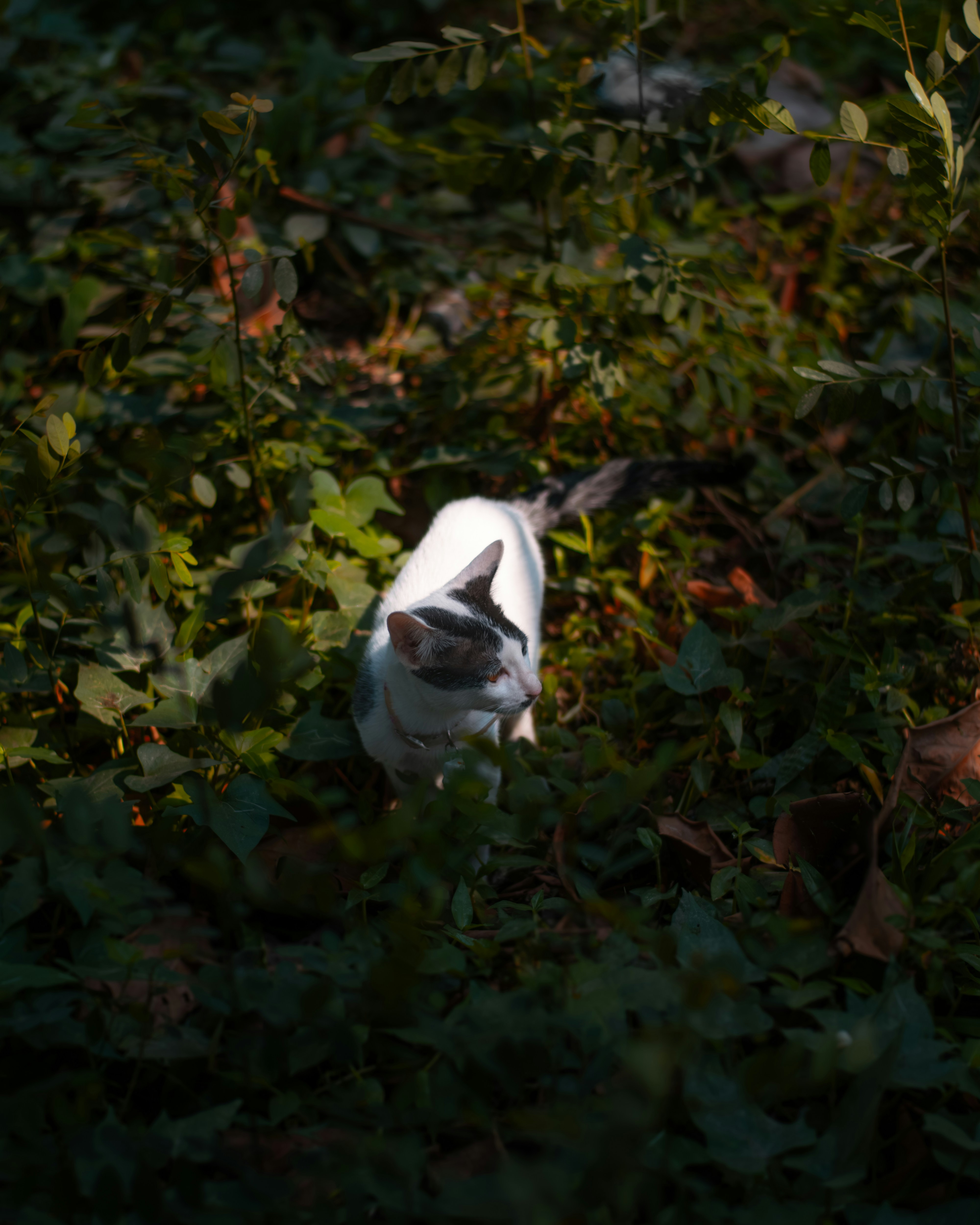 Photo by aron_nowhat