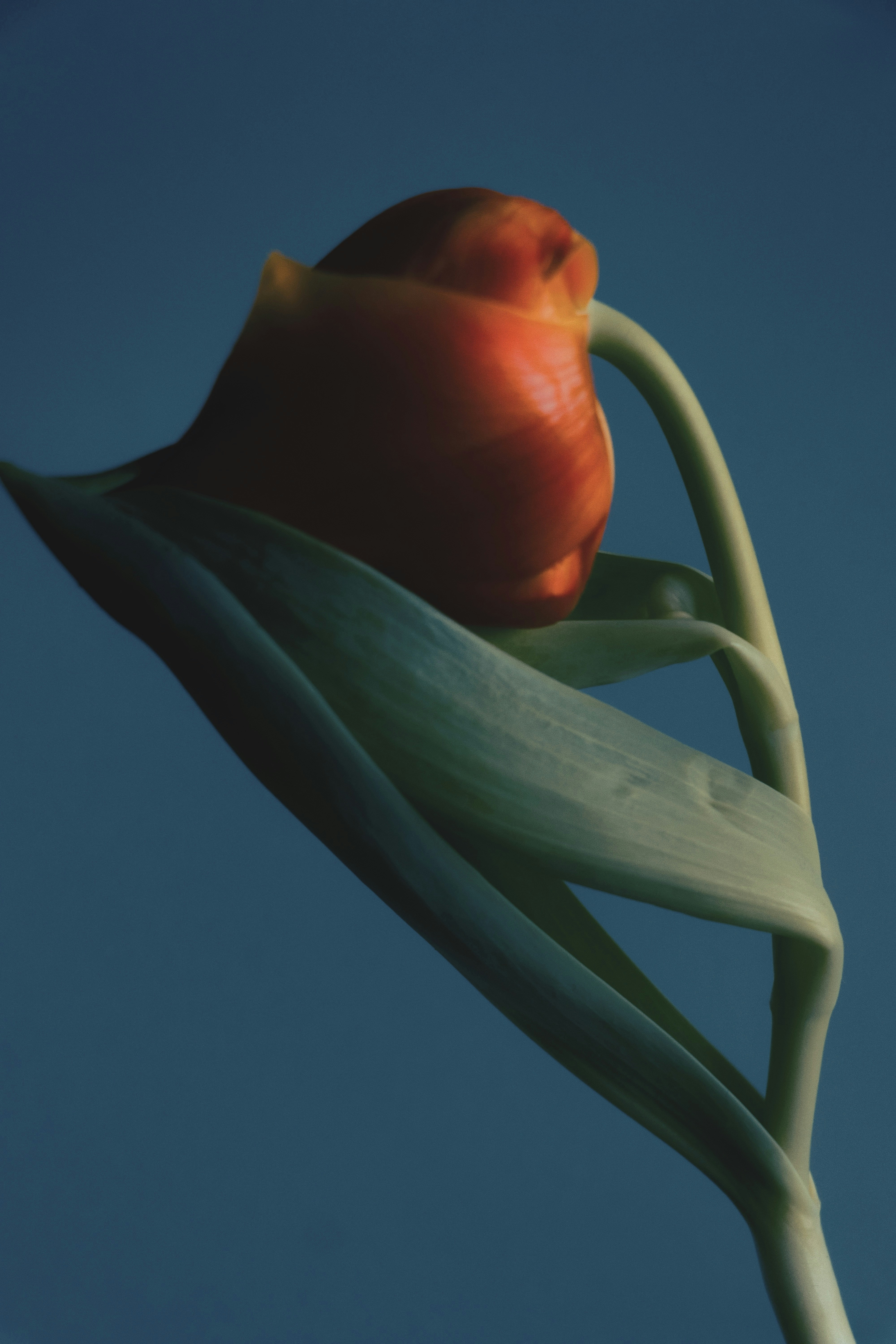 A single flower with a blue background