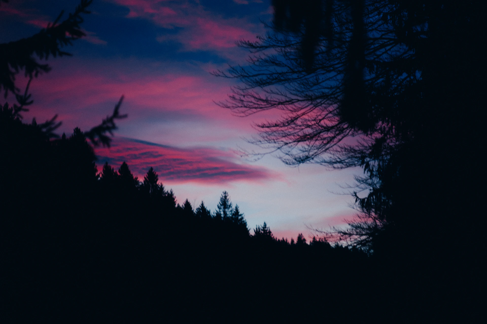 A pink and blue sky with trees in the foreground