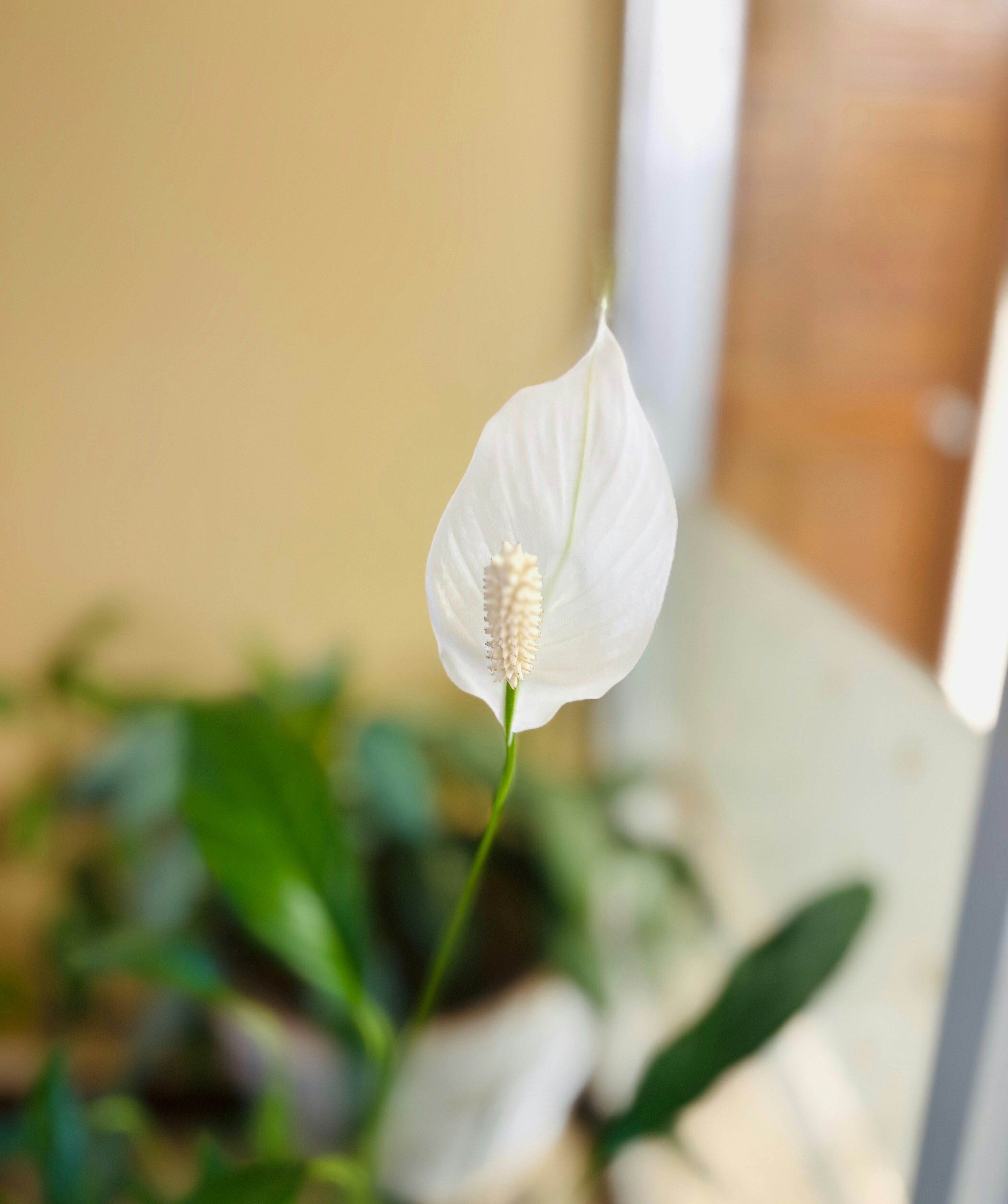 Photo by marlonquesadab