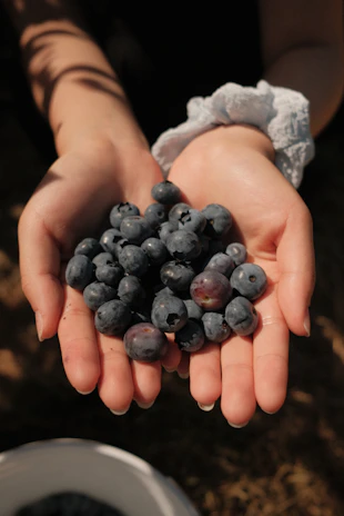 Una persona sosteniendo arándanos azules en sus manos