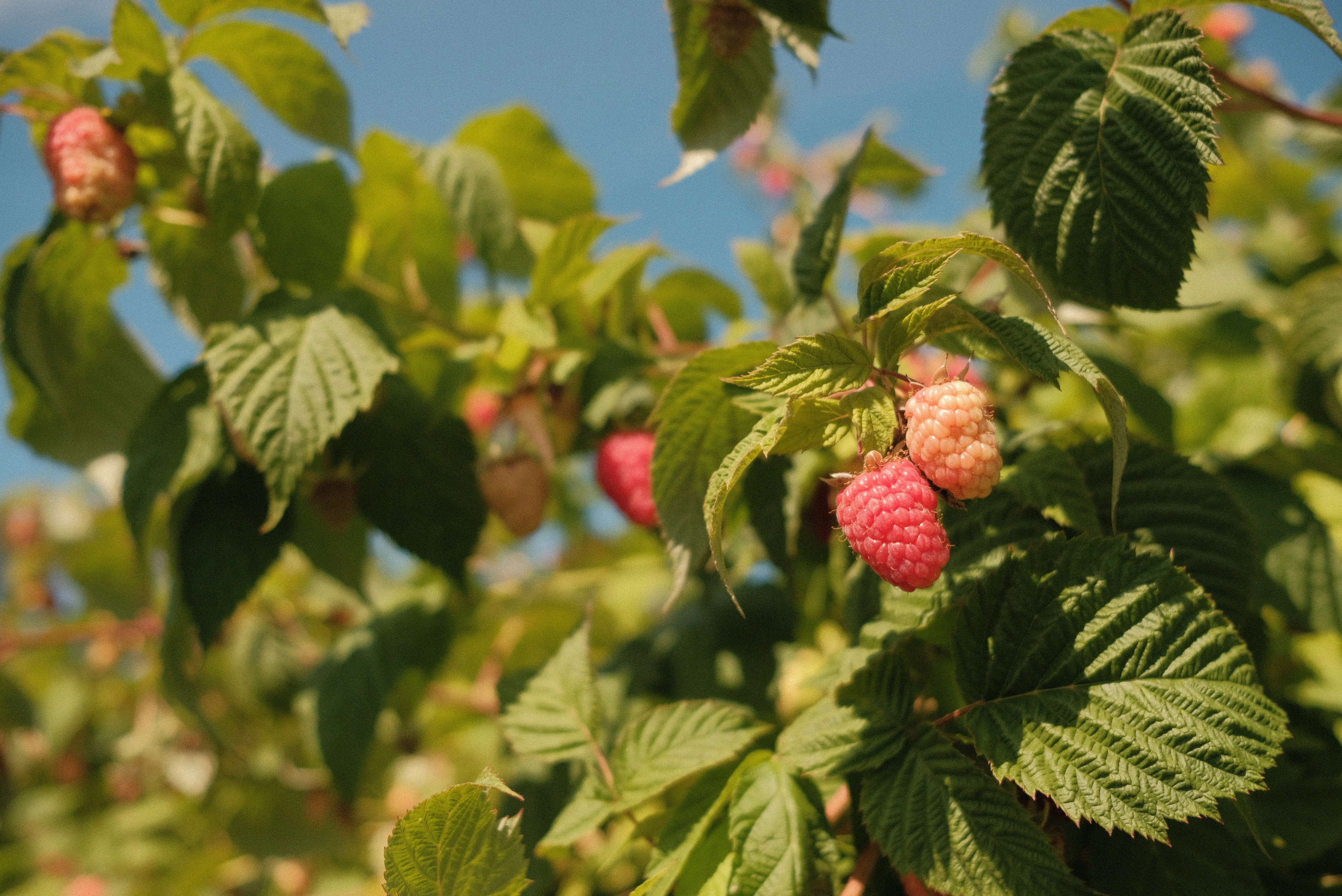A bunch of raspberries growing on a tree
