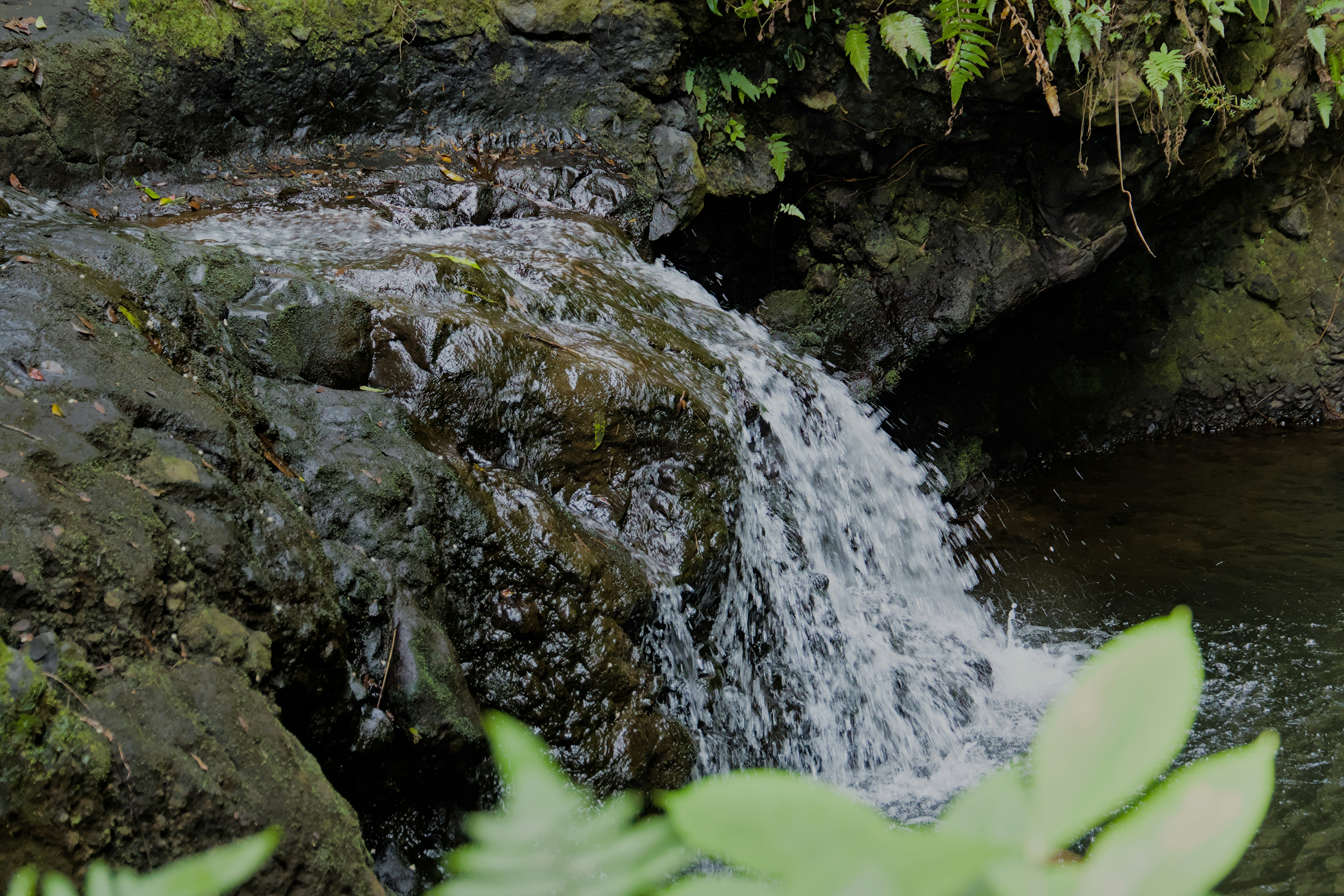 A small waterfall in the middle of a forest, 
