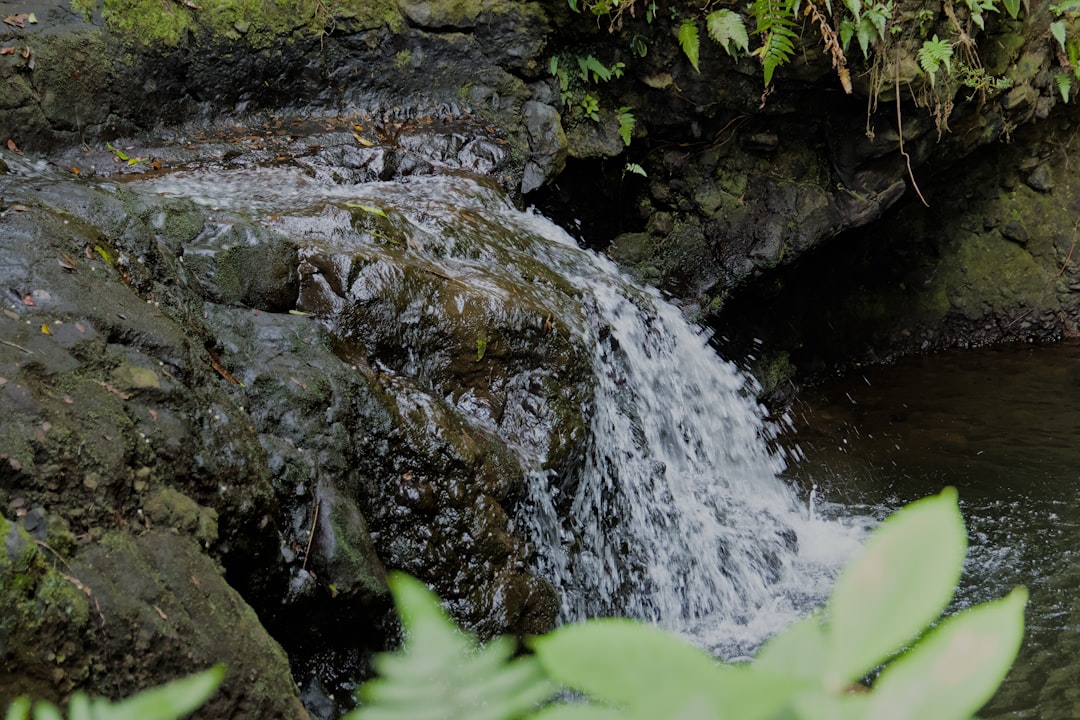 A small waterfall in the middle of a forest,