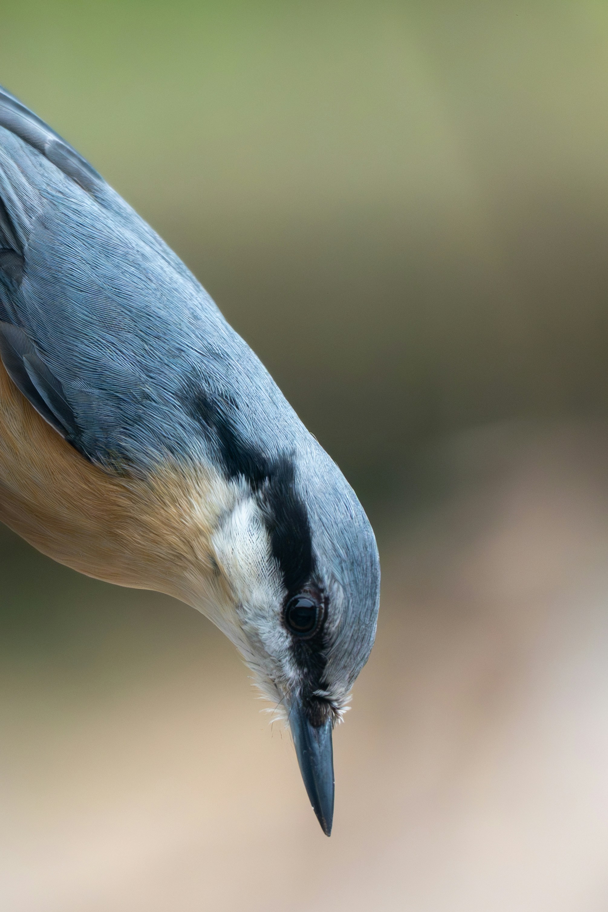 A close up of a bird with a blurry background
