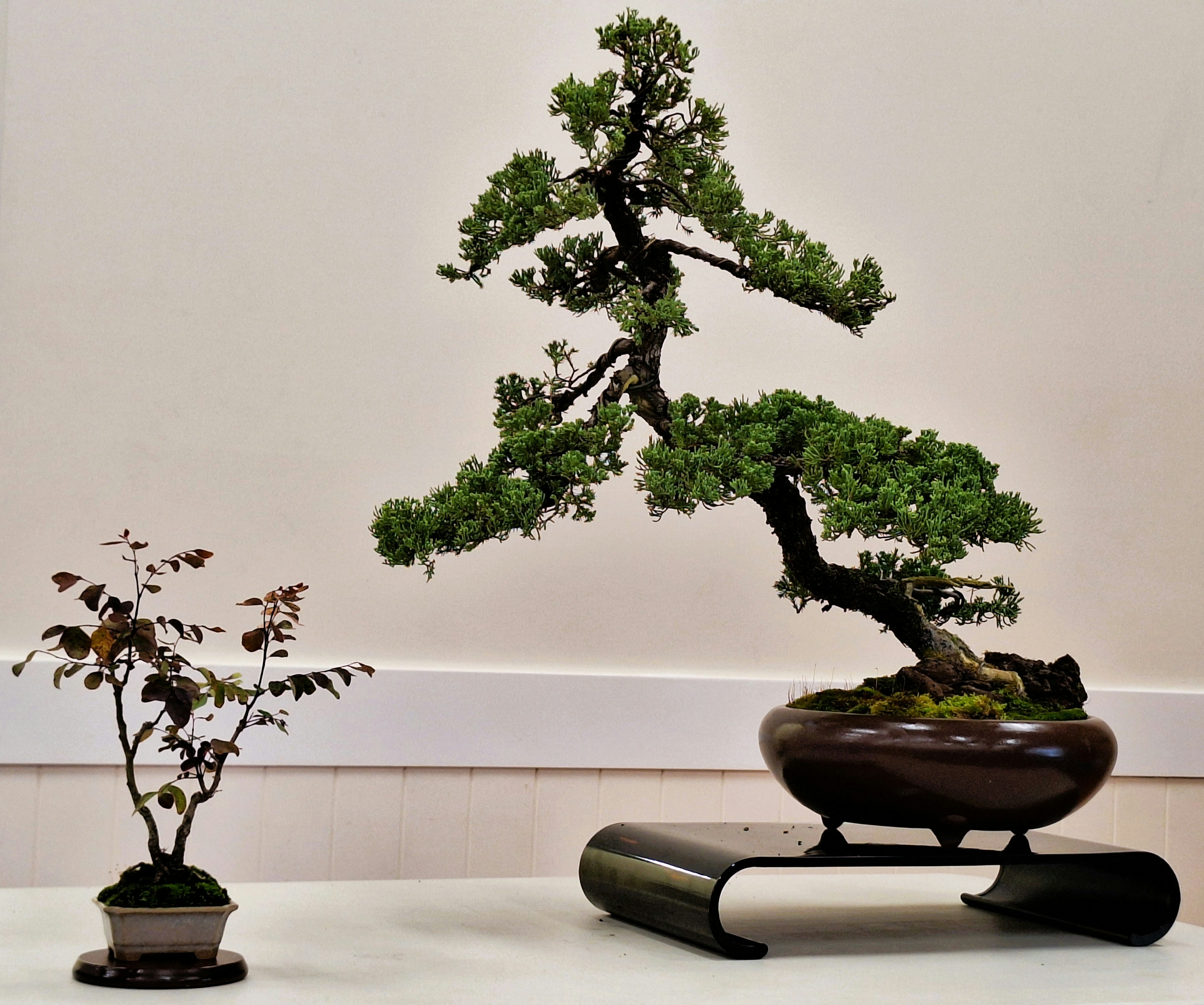 A large, gnarled Juniperus procumbens bonsai tree in a round brown pot, displayed next to a smaller leafy plant against a neutral background. 