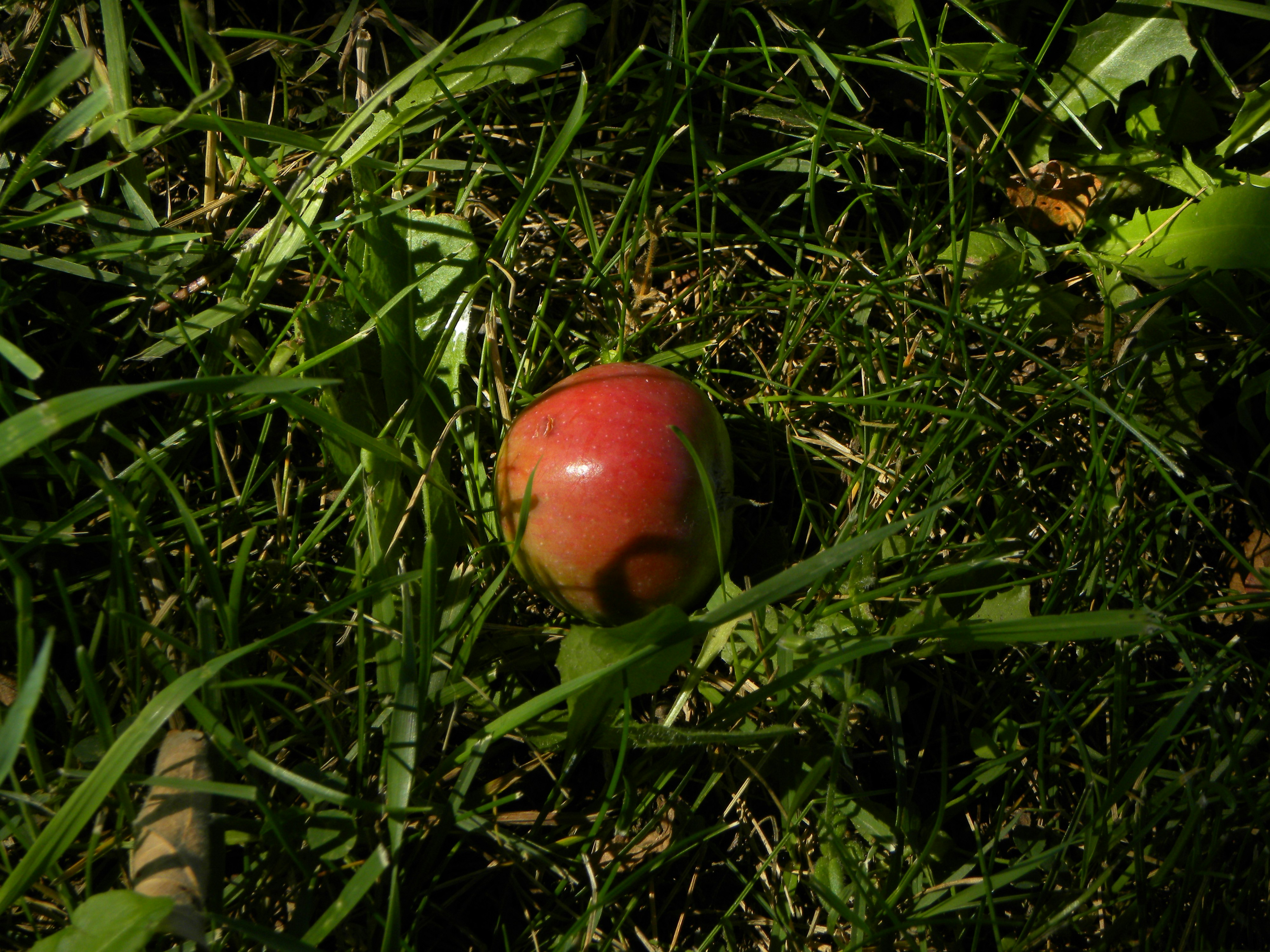 Semaglutide in Omena, MI: A Practical Guide to GLP-1 Weight Loss Options With Local Context