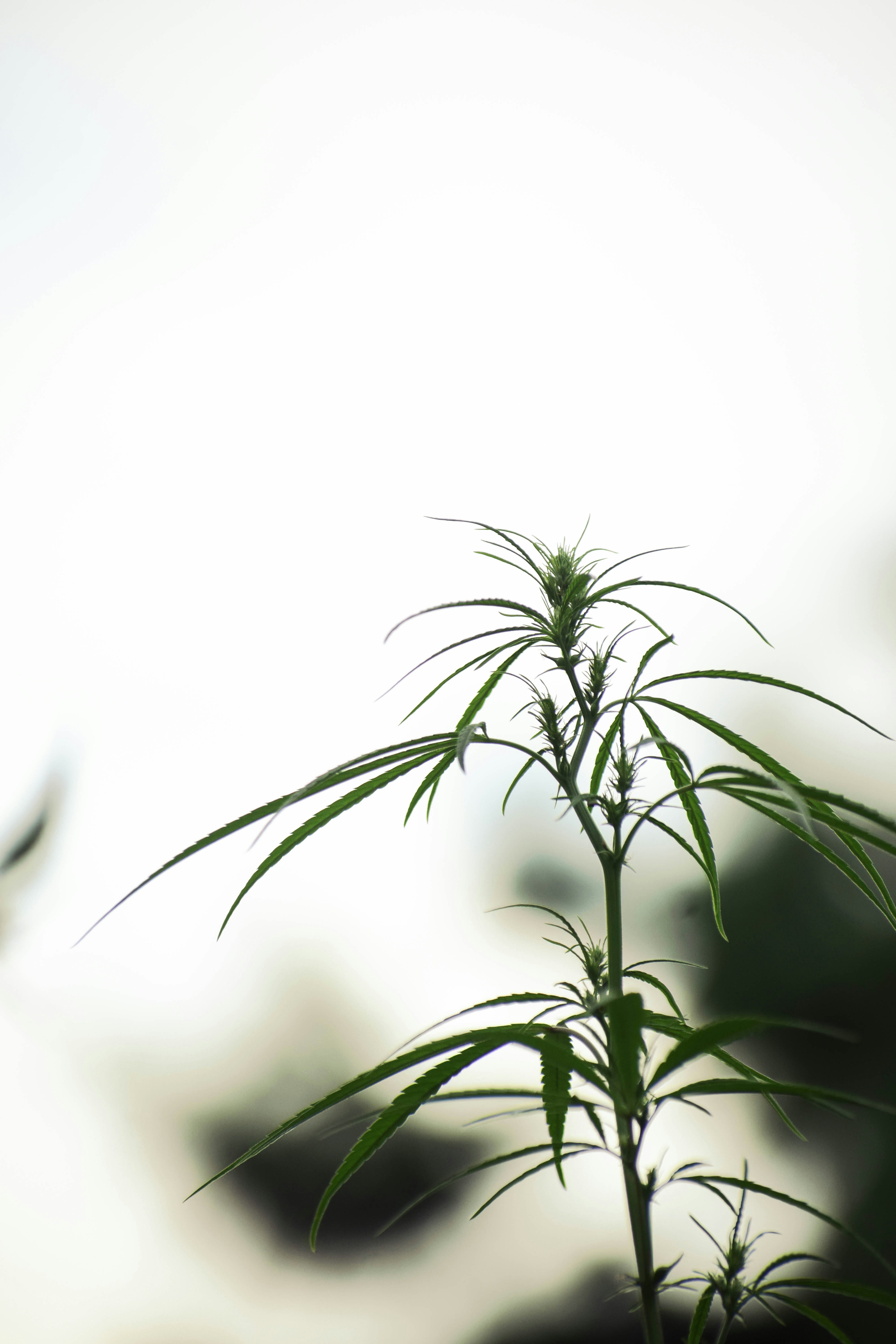 Photo by maskedemann