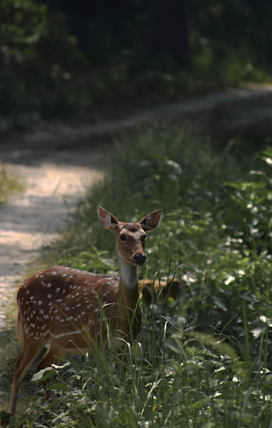 Bardia National Park jungle landscape Nepal