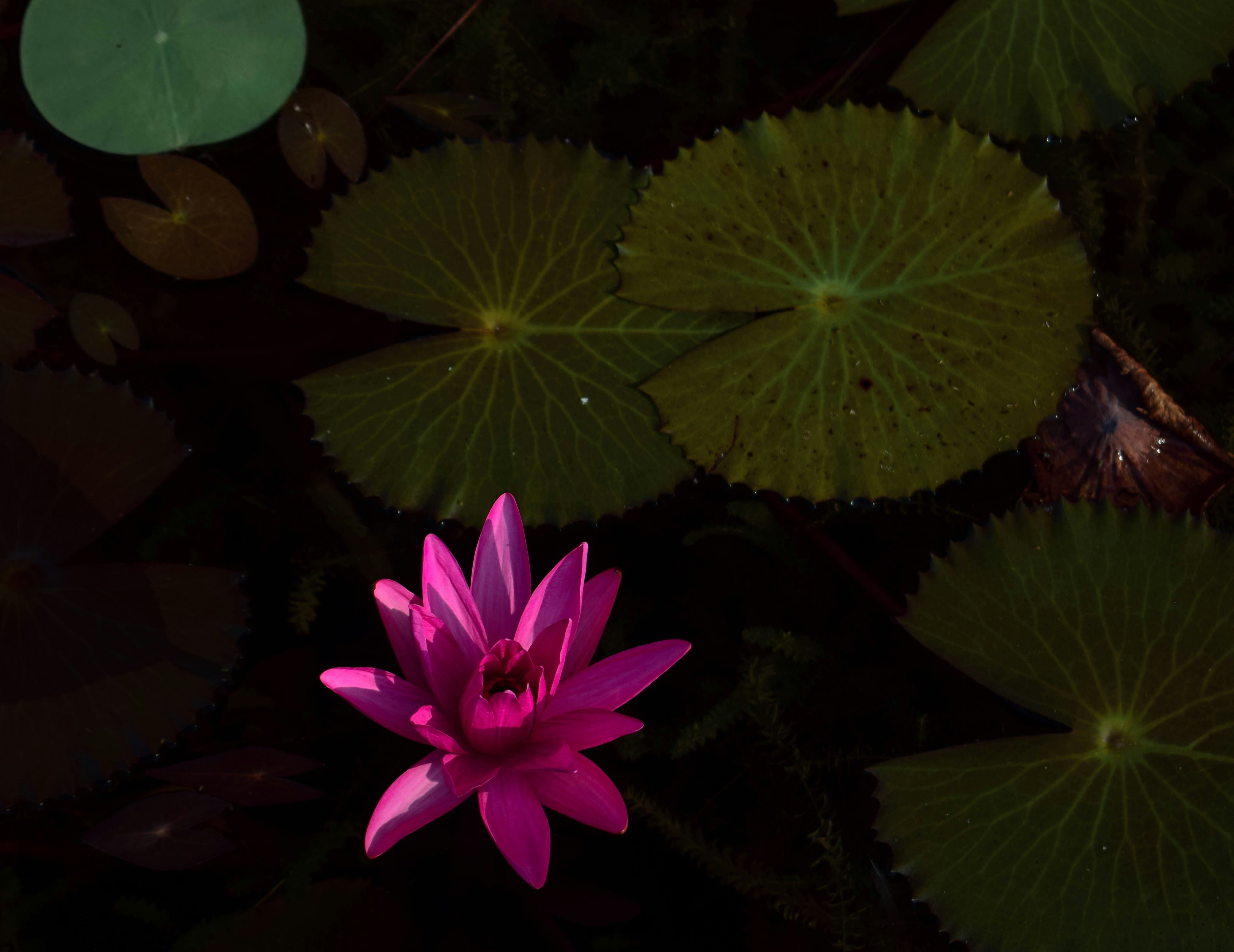A pink flower sitting on top of a lush green leaf covered field