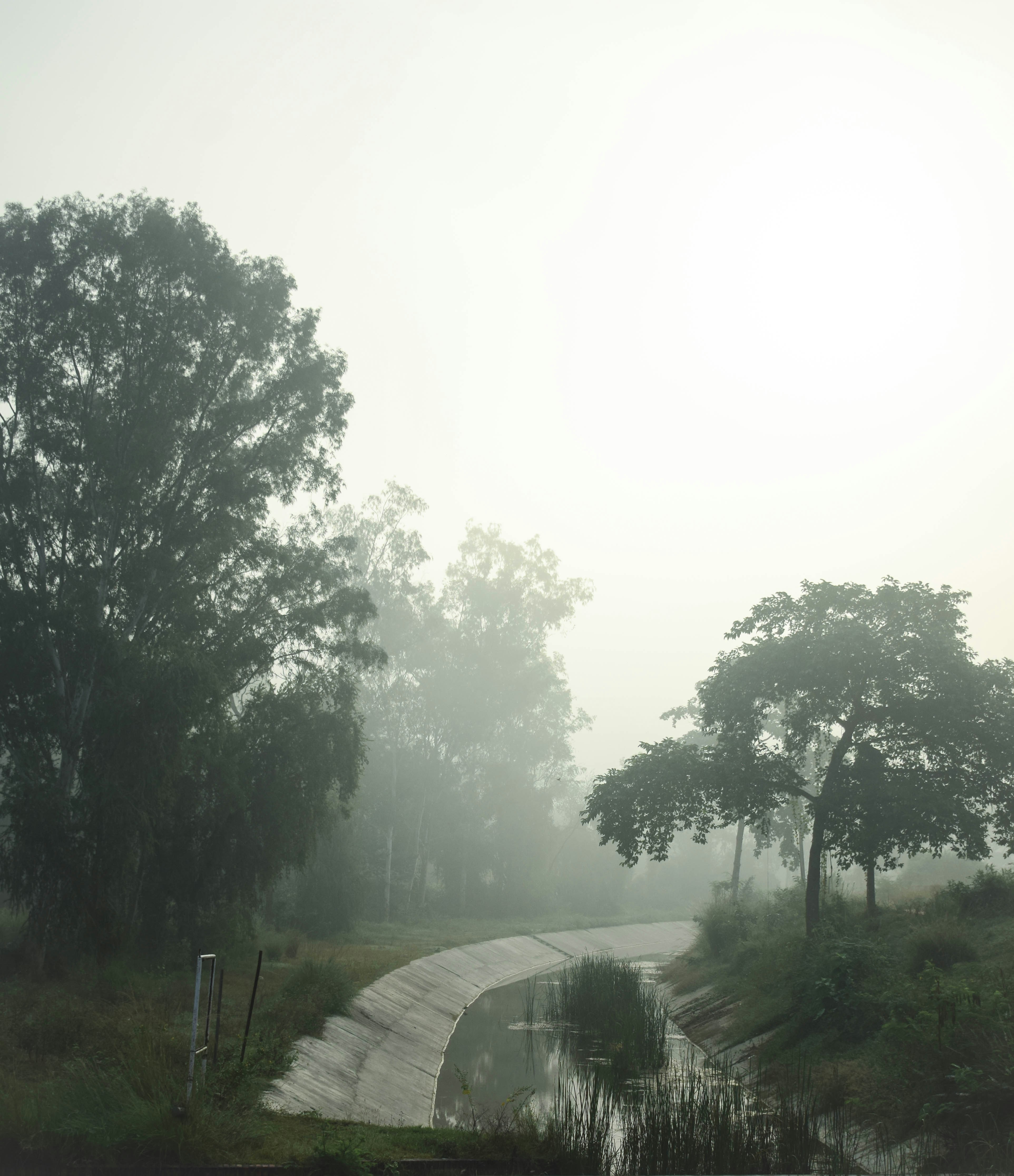A foggy day on a country road with trees