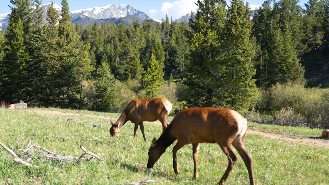 Rifle scope mounted on a hunting rifle in a mountain hunting setting