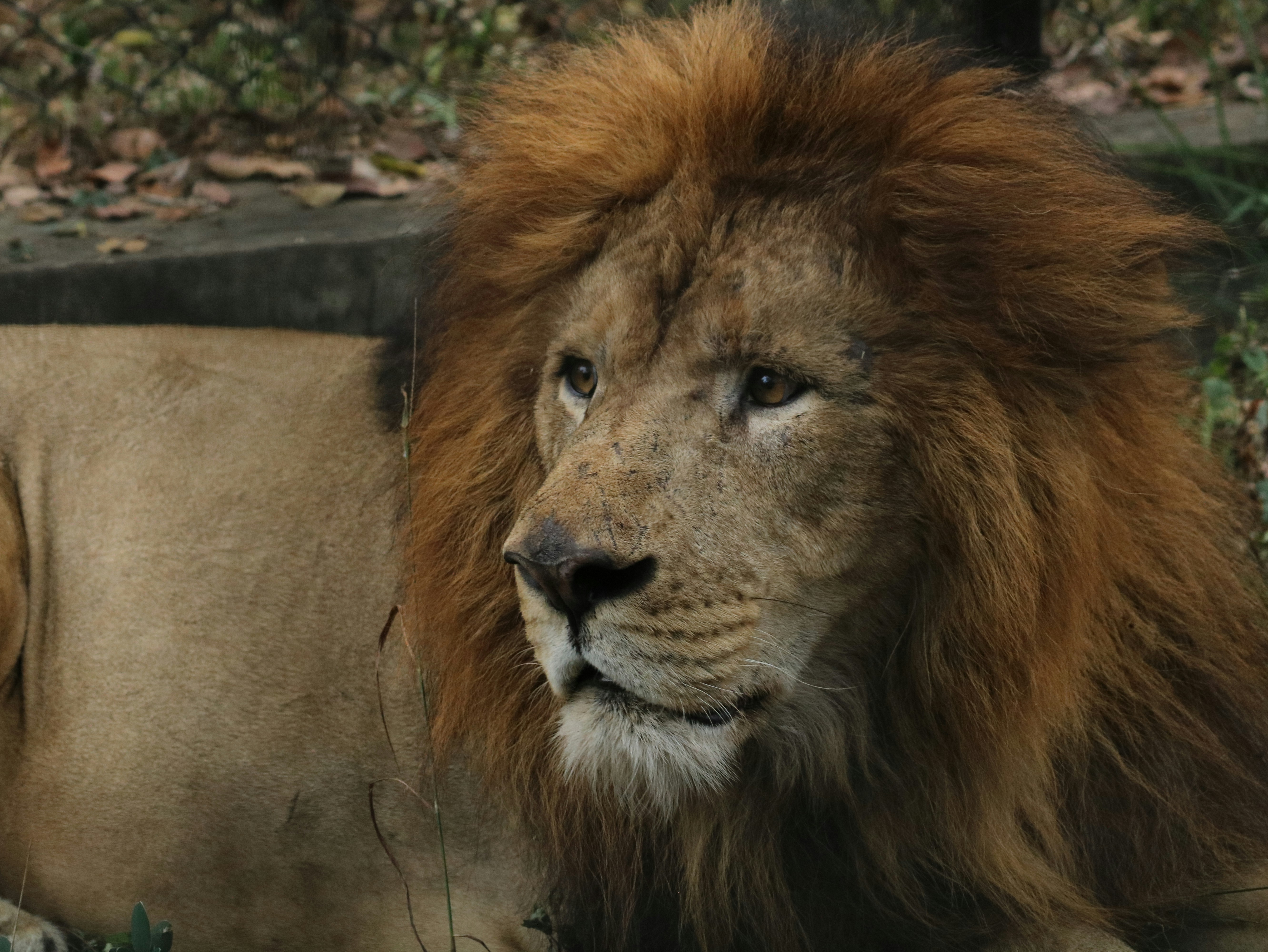 Asiatic Lion: The Last Kings of the Forest (image credits: unsplash)