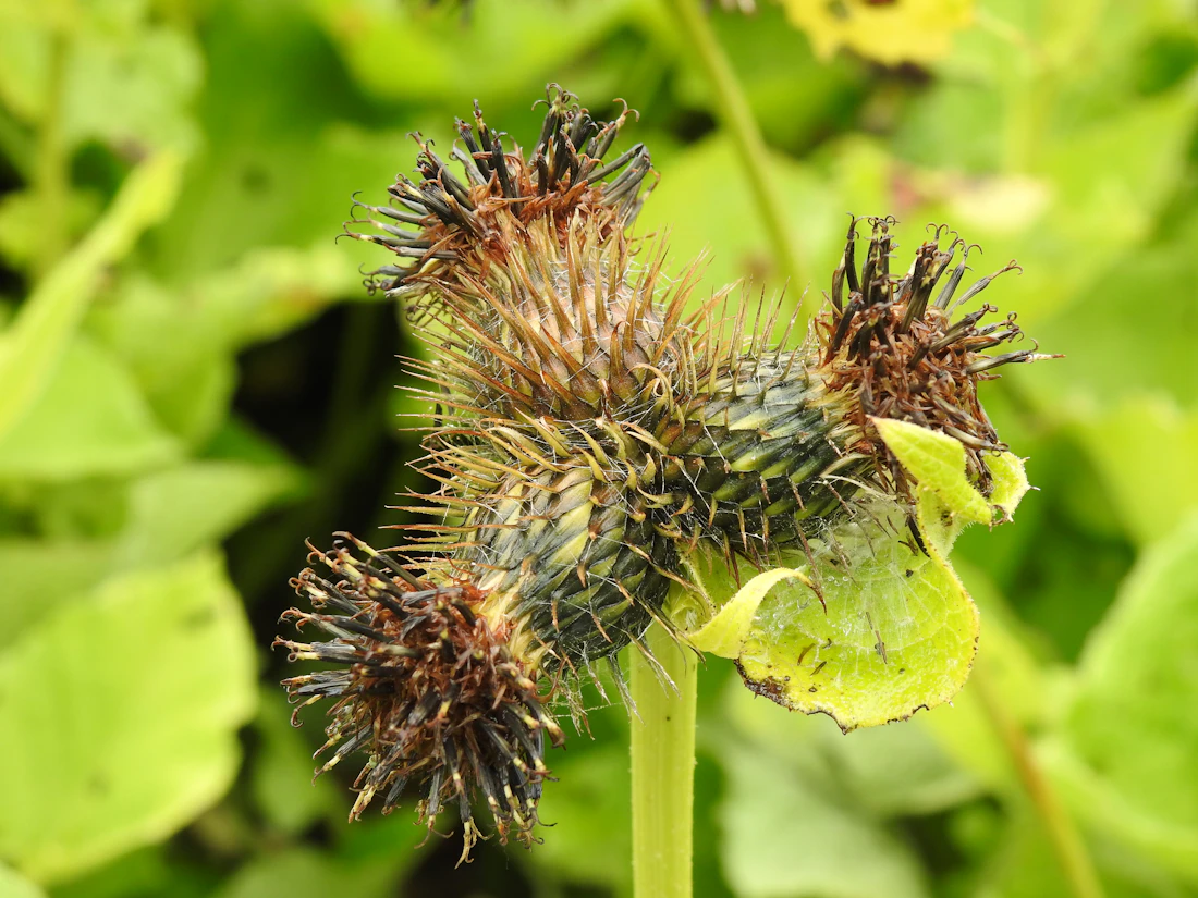 Ayurvedic herbal plant
