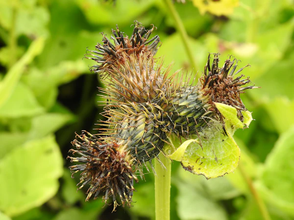 Herbal plant