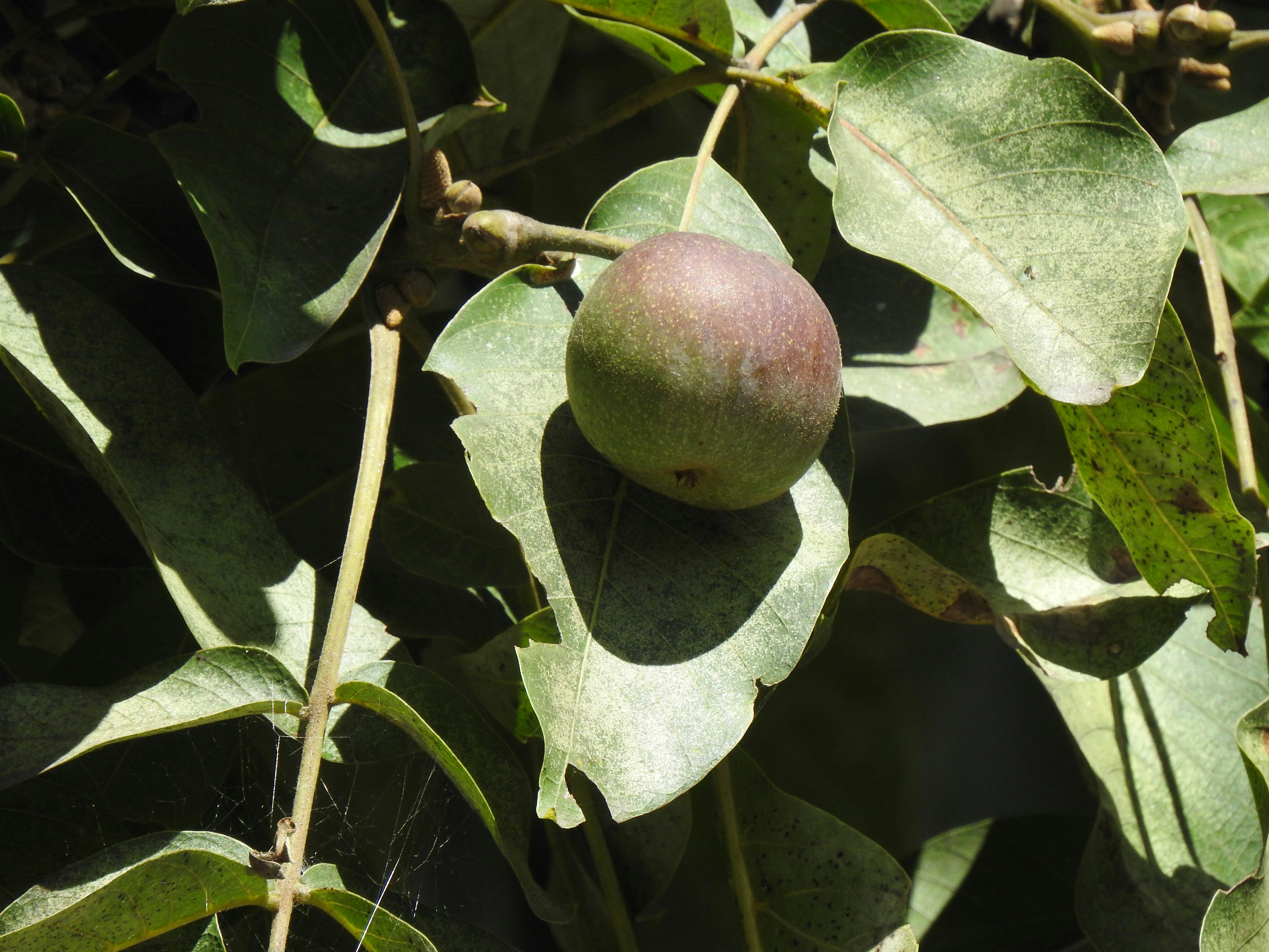 Photo by aditipanatu95