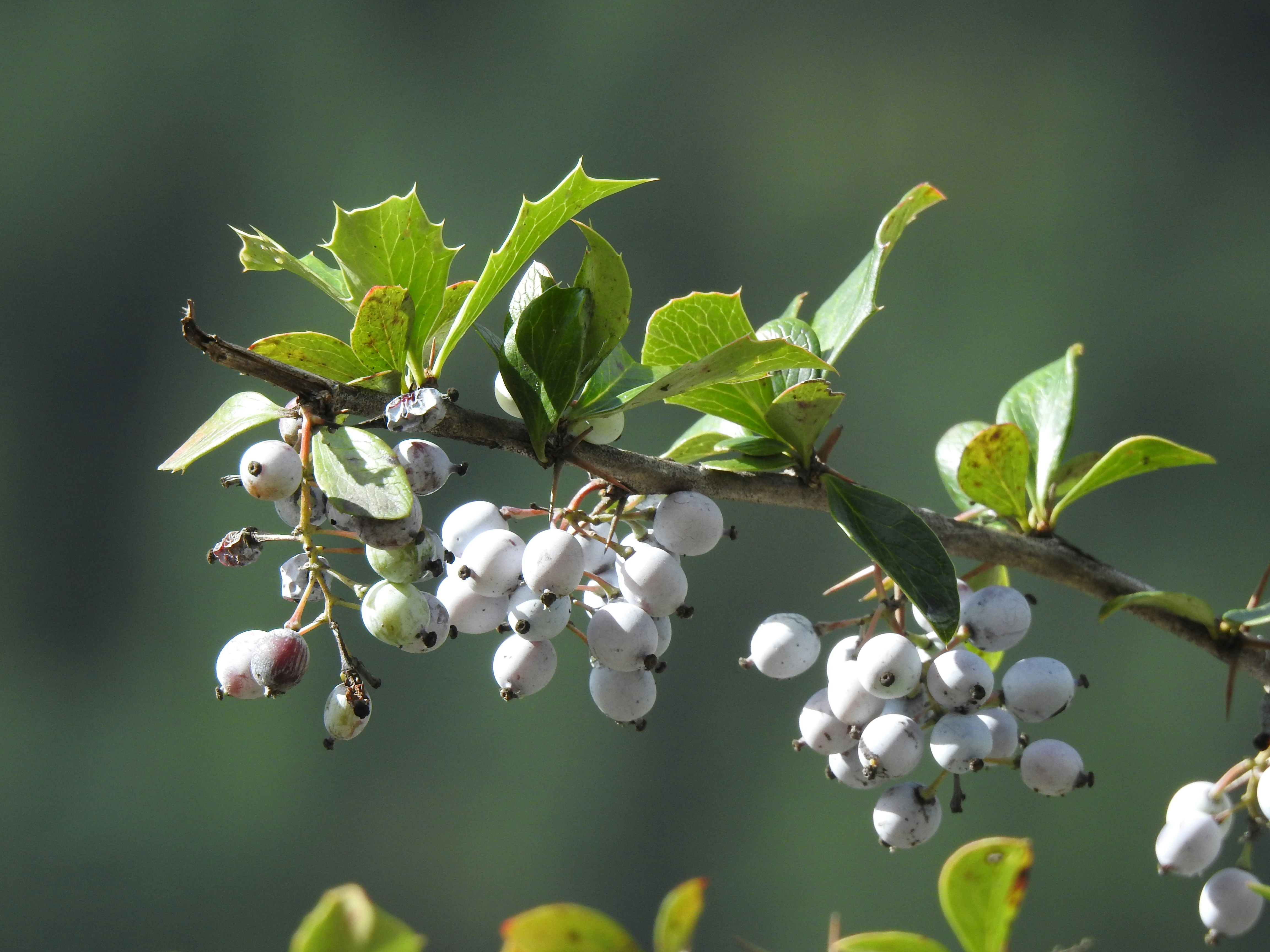 Photo by aditipanatu95