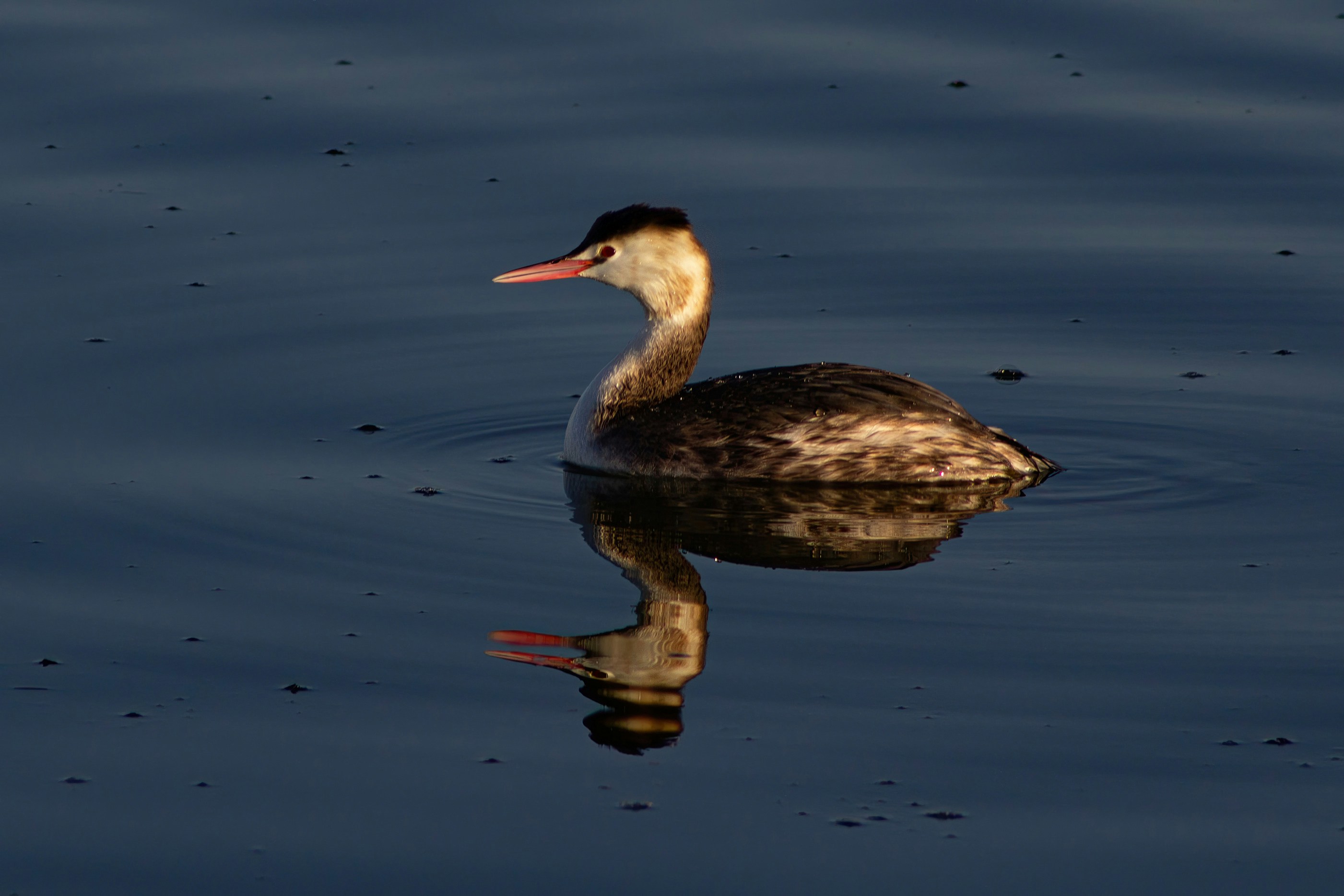 Photo by stepan_konev