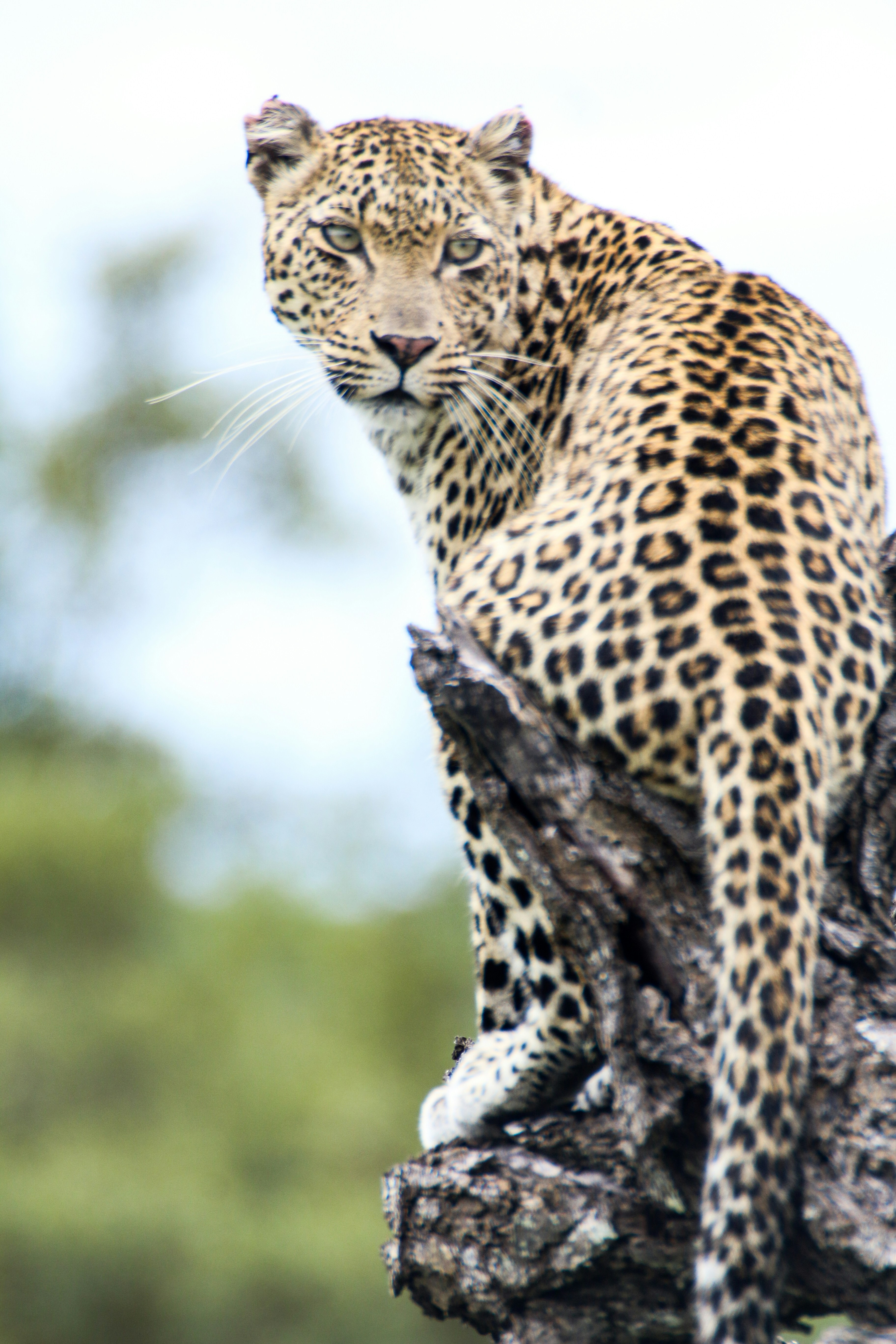 Leopards in the Outskirts of Cape Town (image credits: unsplash)
