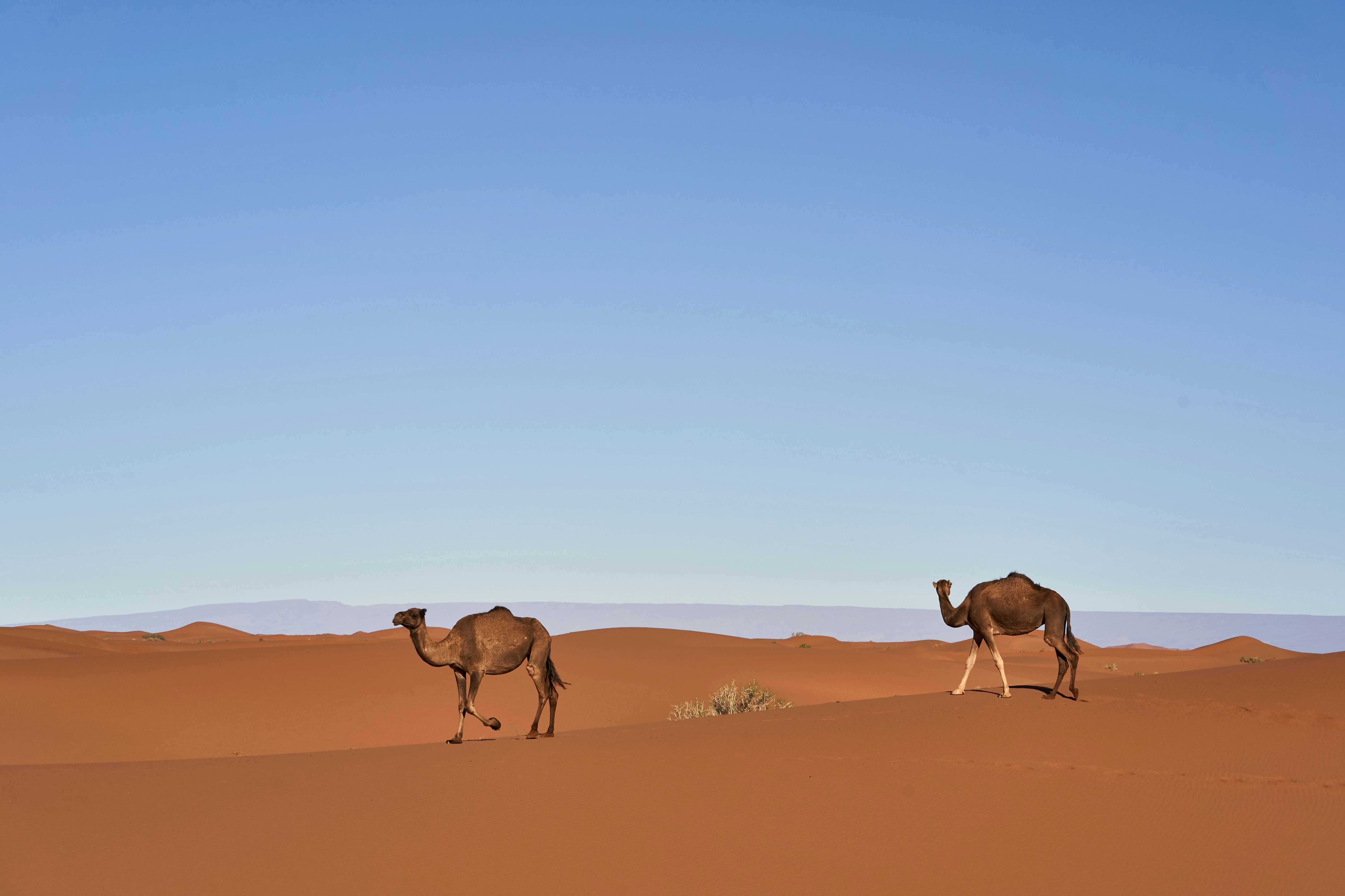 Desert adventure with camels