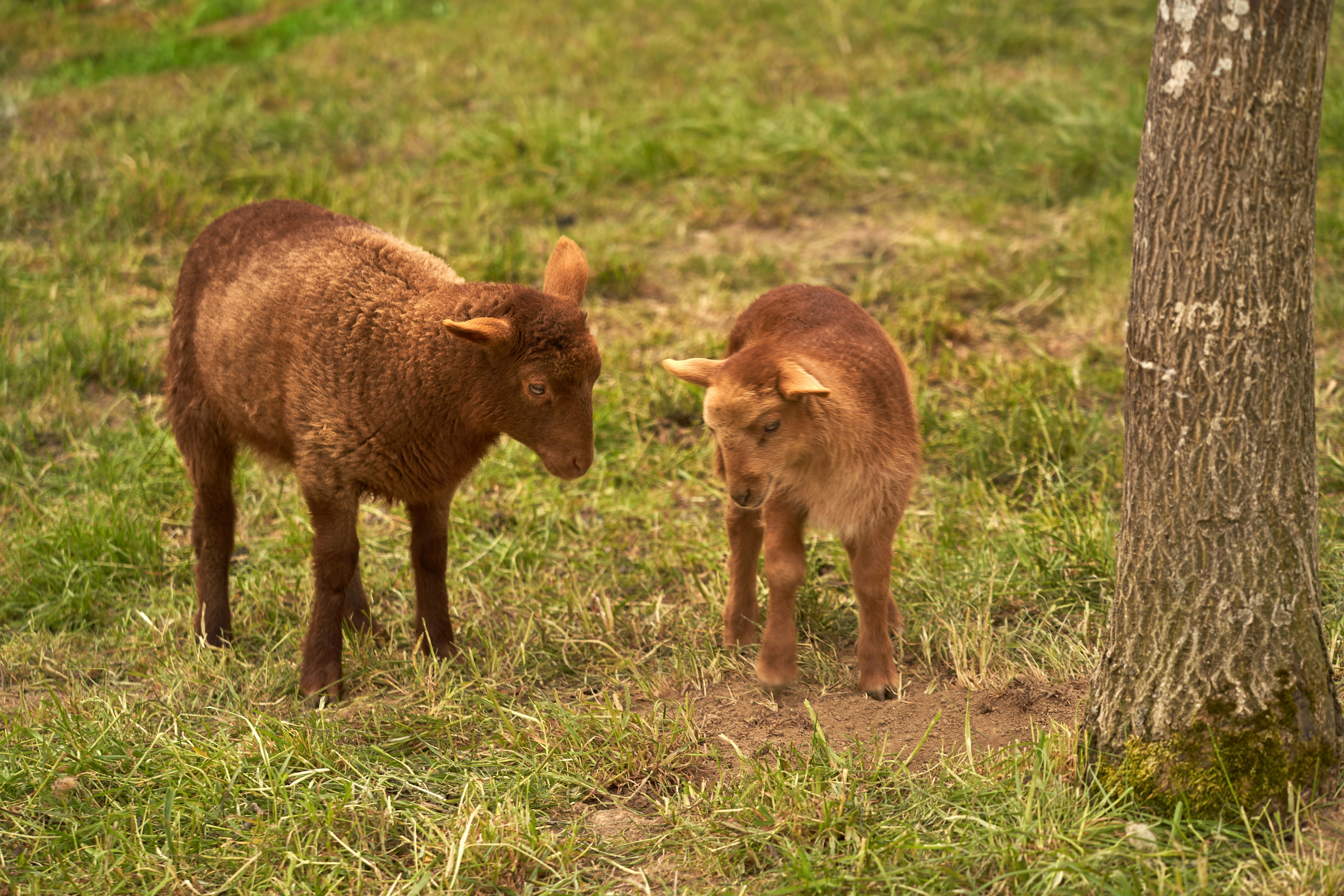 Photo by wolfgang_hasselmann