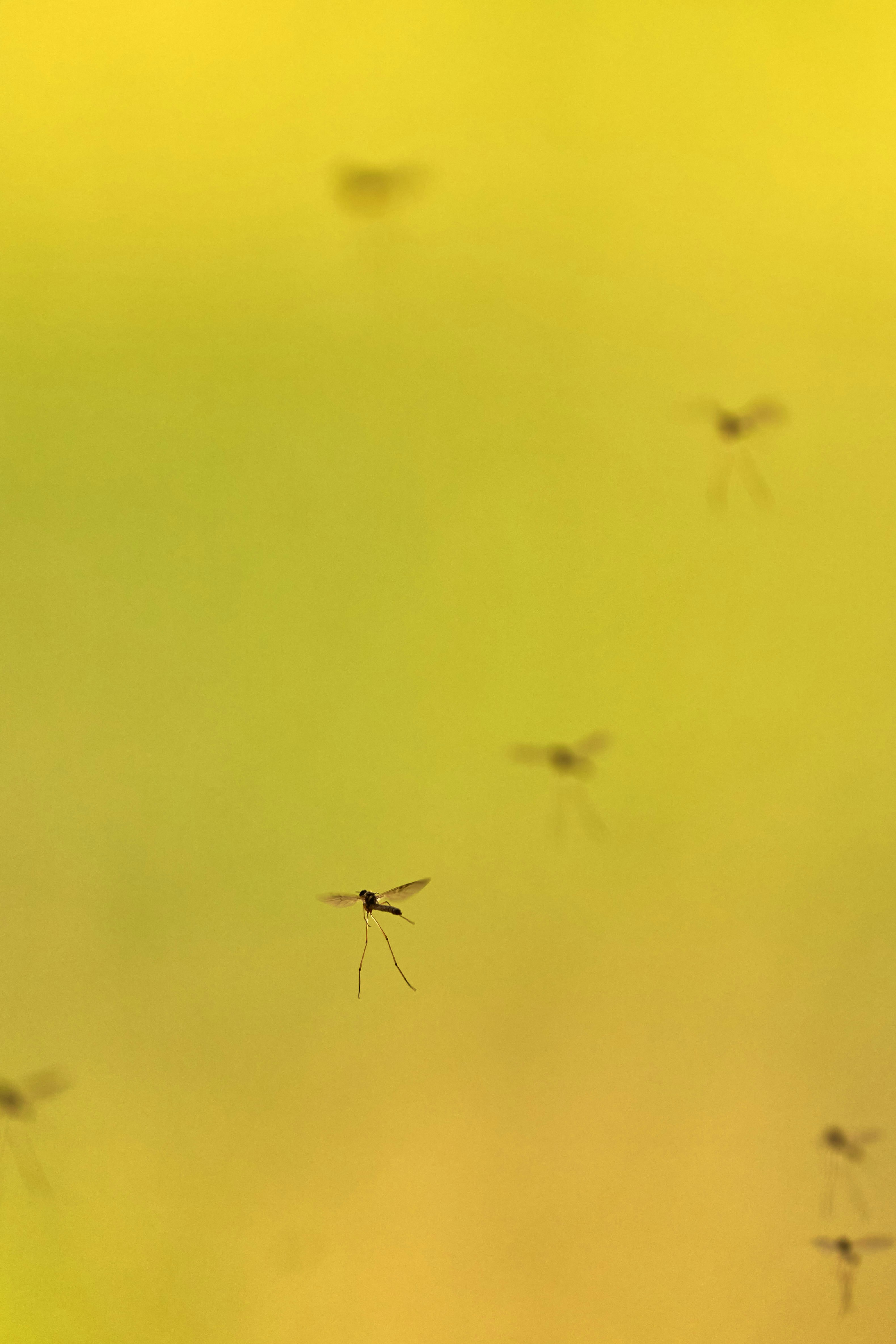 Photo by wolfgang_hasselmann