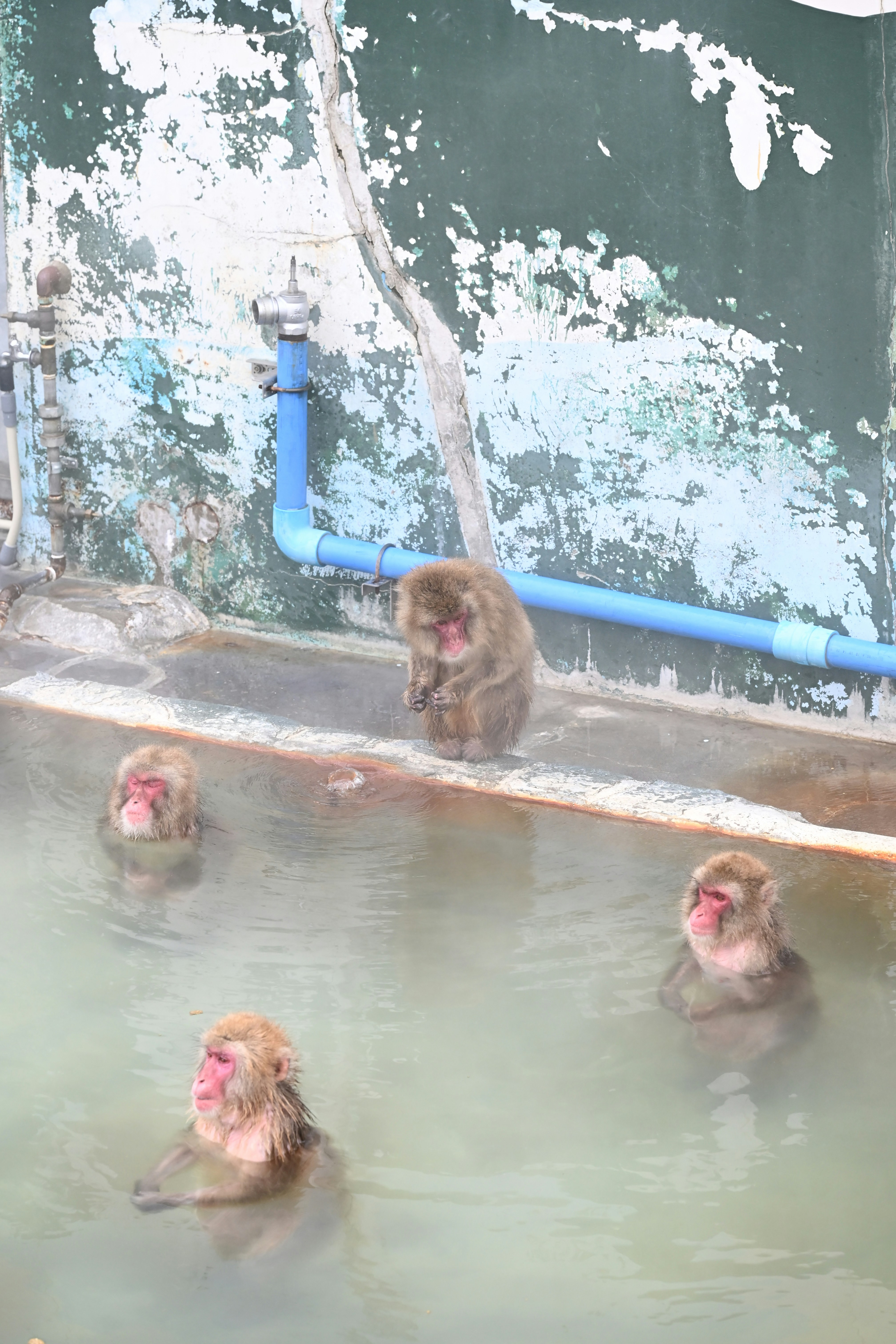 Um grupo de macacos em uma piscina de água