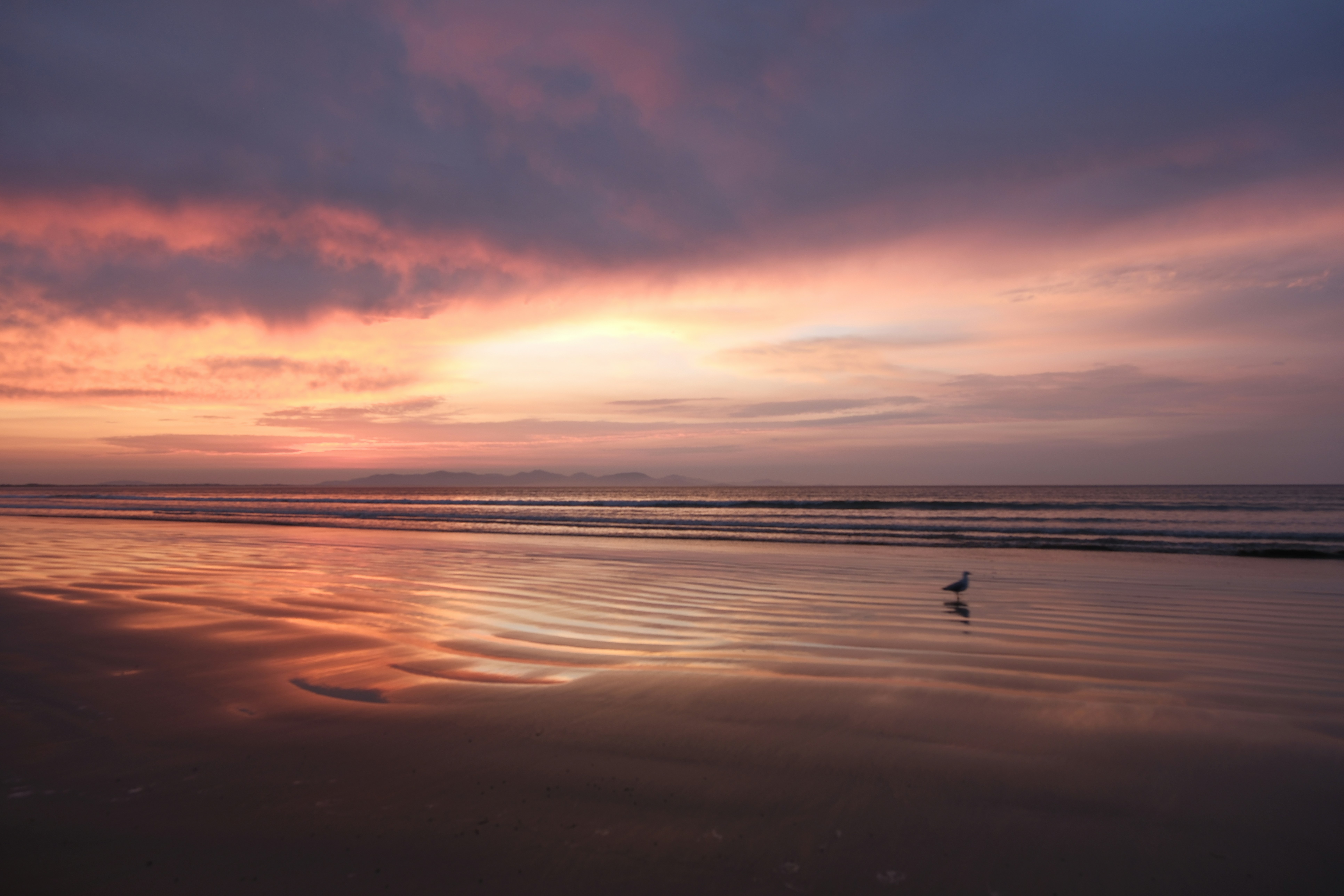 A bird is standing on the beach at sunset